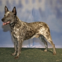 Australian Cattle Dog with a short tail
