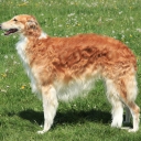 Borzoi - Russian hunting sighthound
