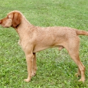Hungarian Wire-haired Pointer - Vizsla