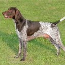 German Shorthaired Pointing Dog