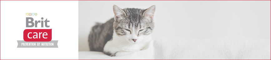 Brit Care Cat
