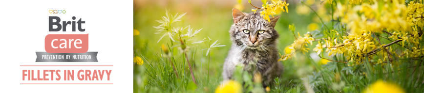 Brit Care Fillets in Gravy