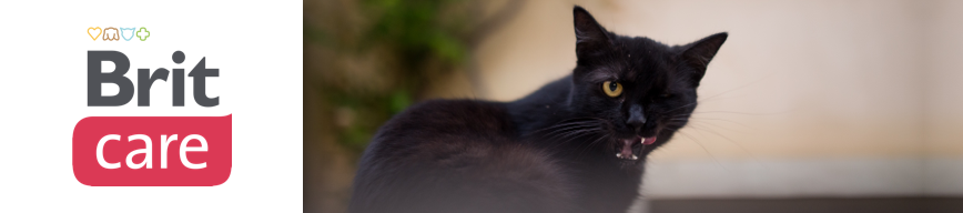 Brit Care Cat Paté