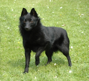 show me a picture of a schipperke