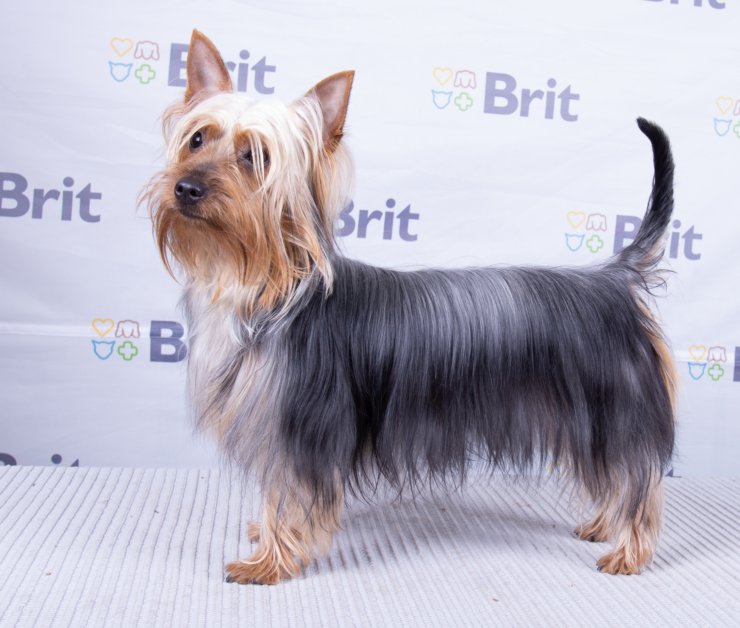 Australian Silky Terrier – Brit