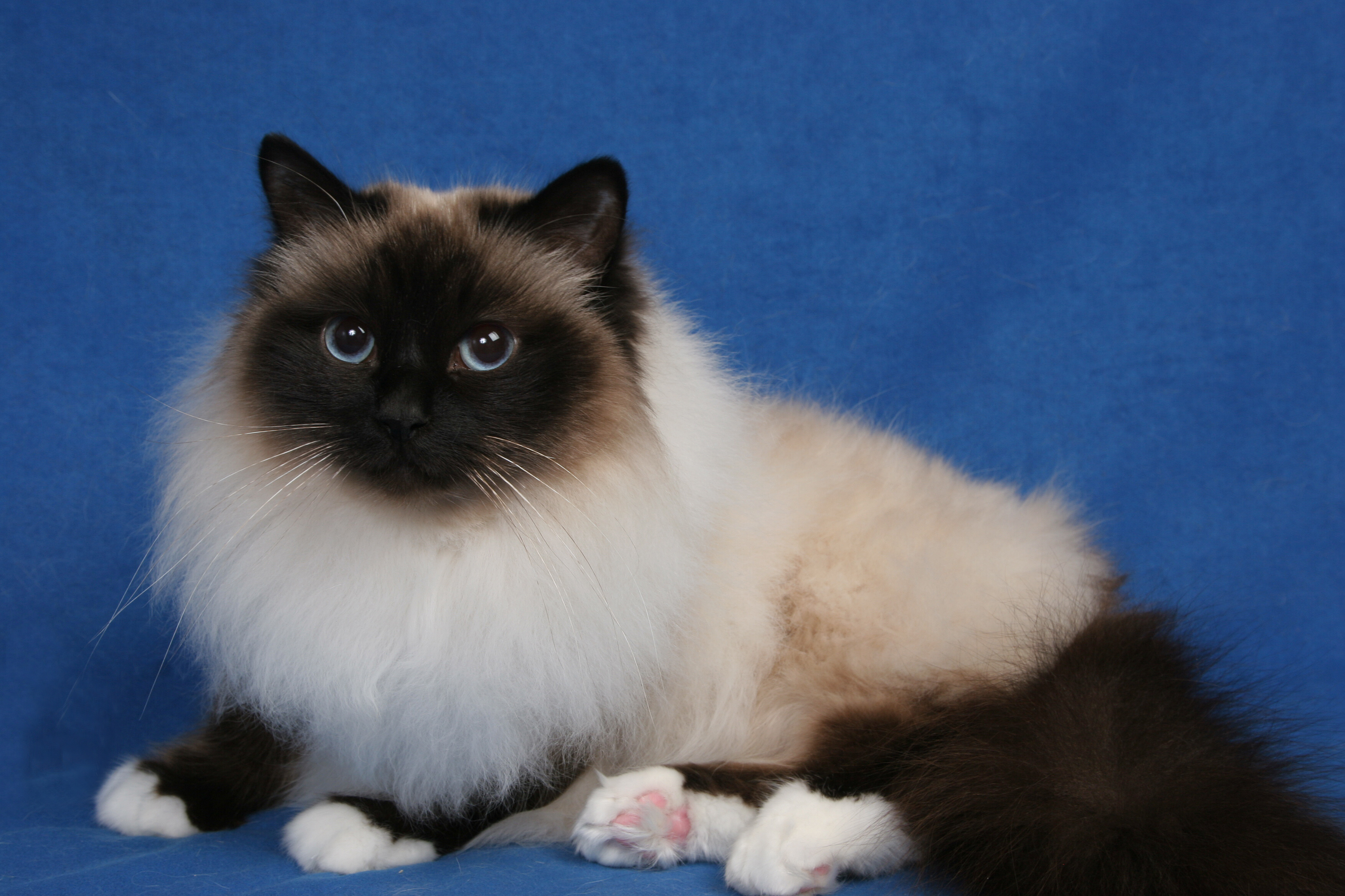 birman