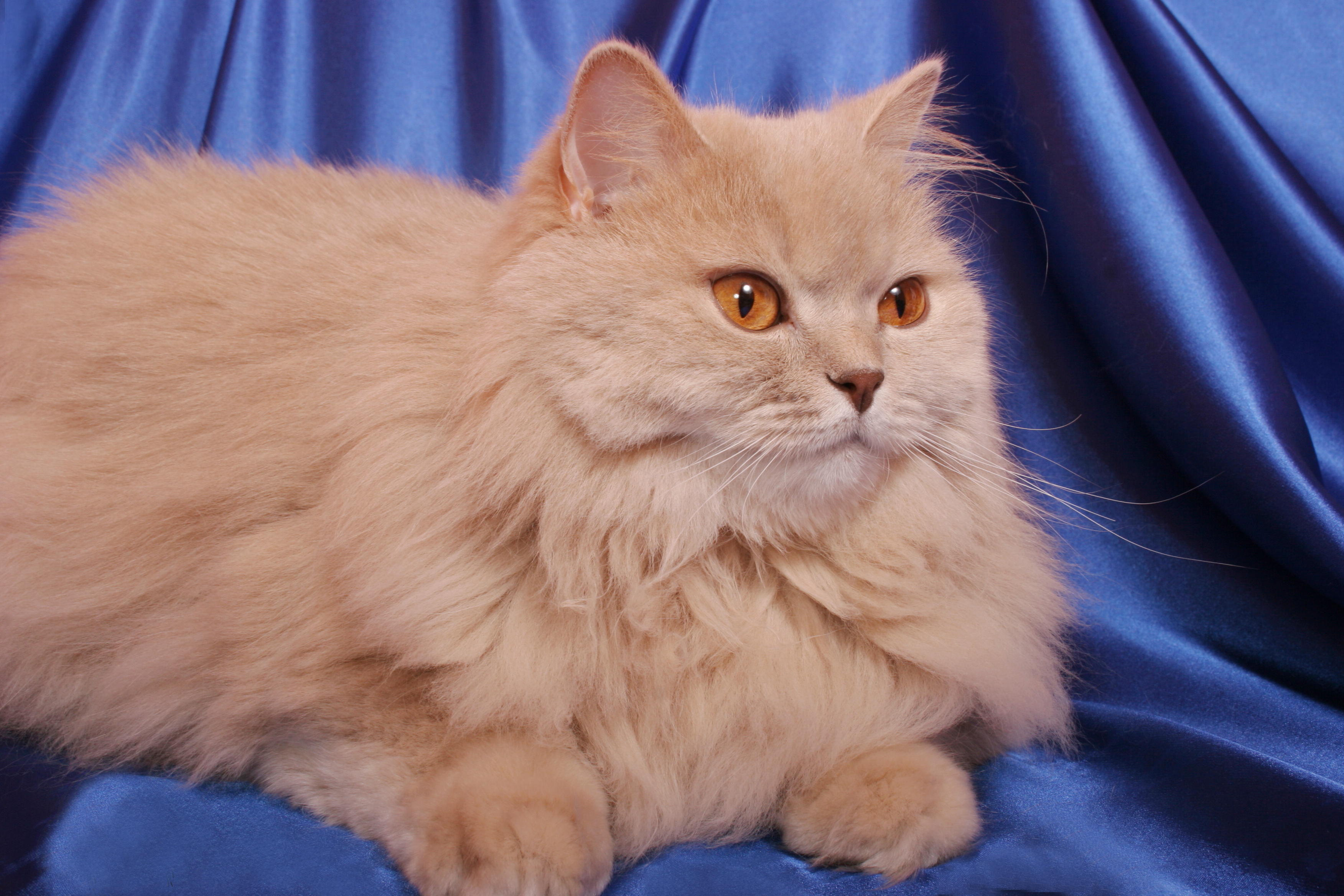 British Long-haired Cat – Brit