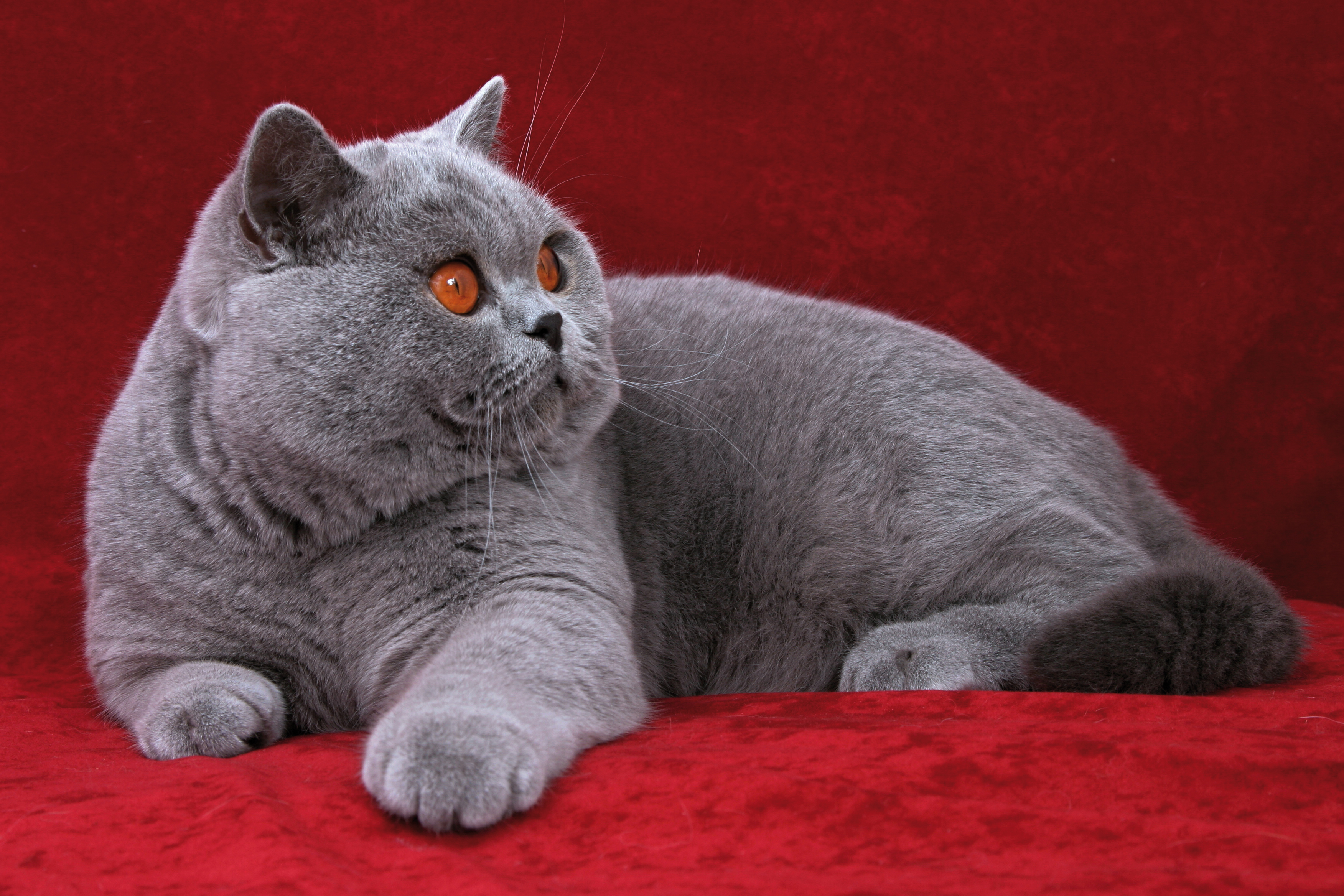 British sale shorthair coat