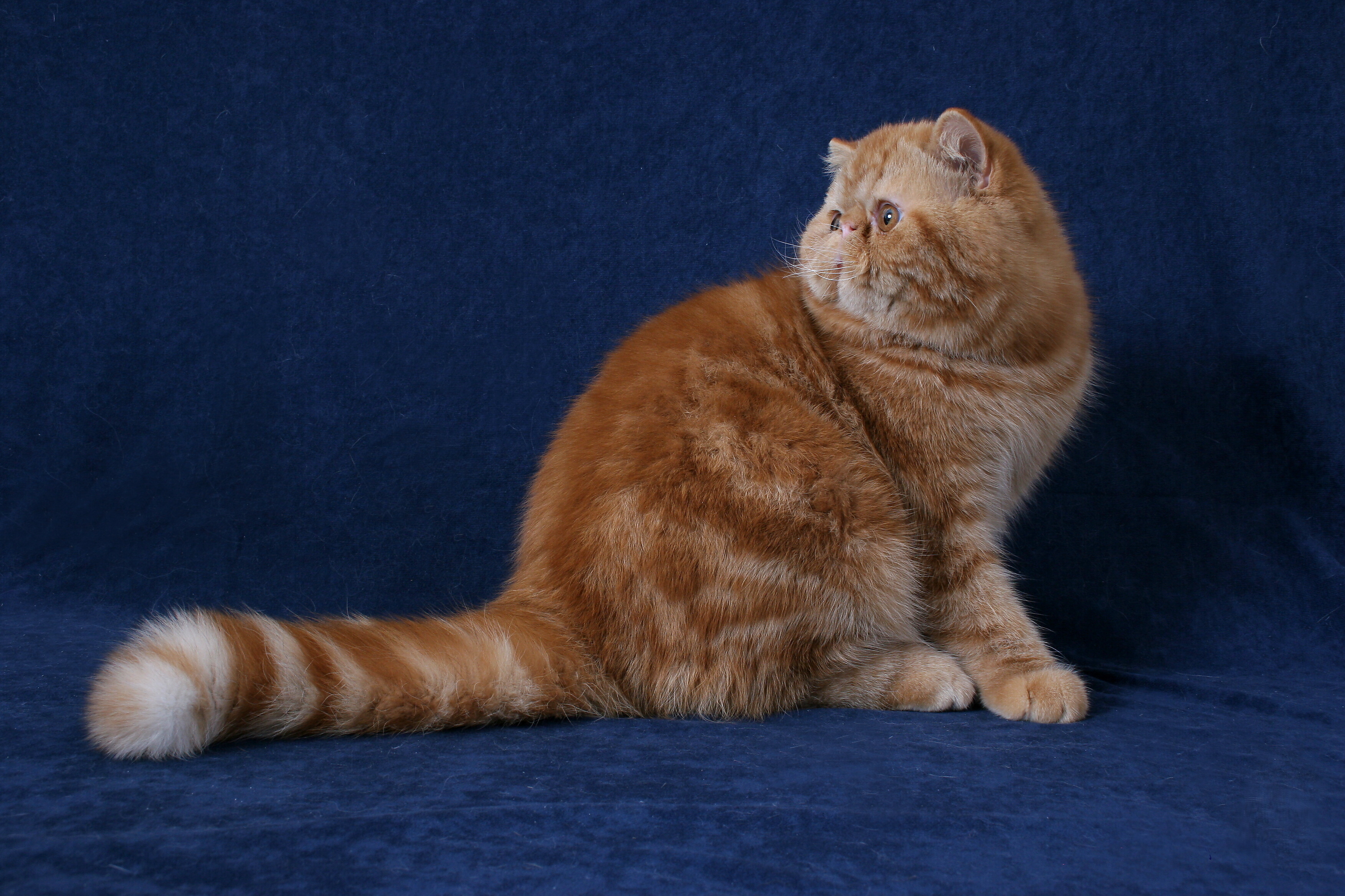 American shorthair best sale body type