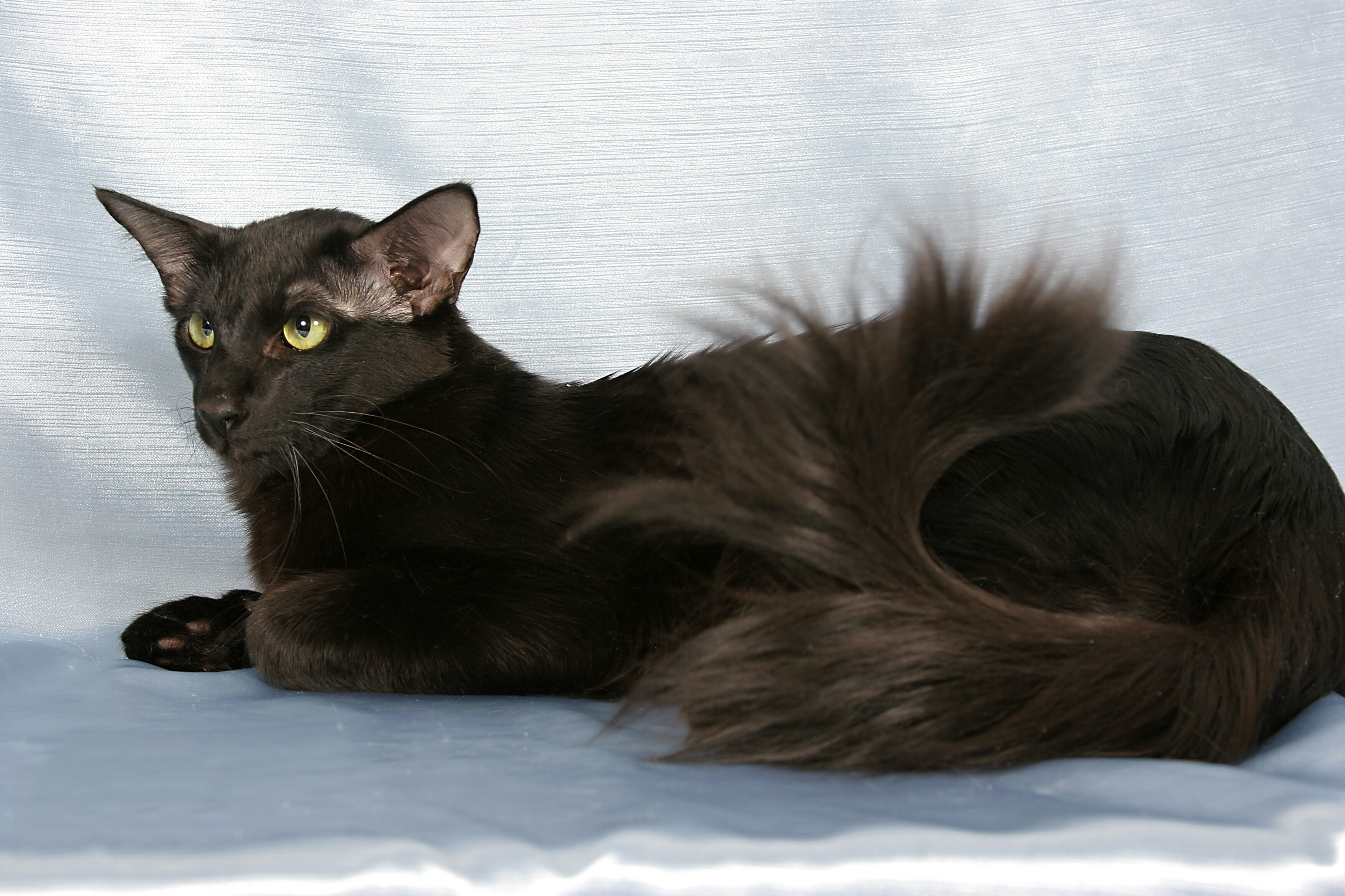 Oriental Long-hair Cat – Brit