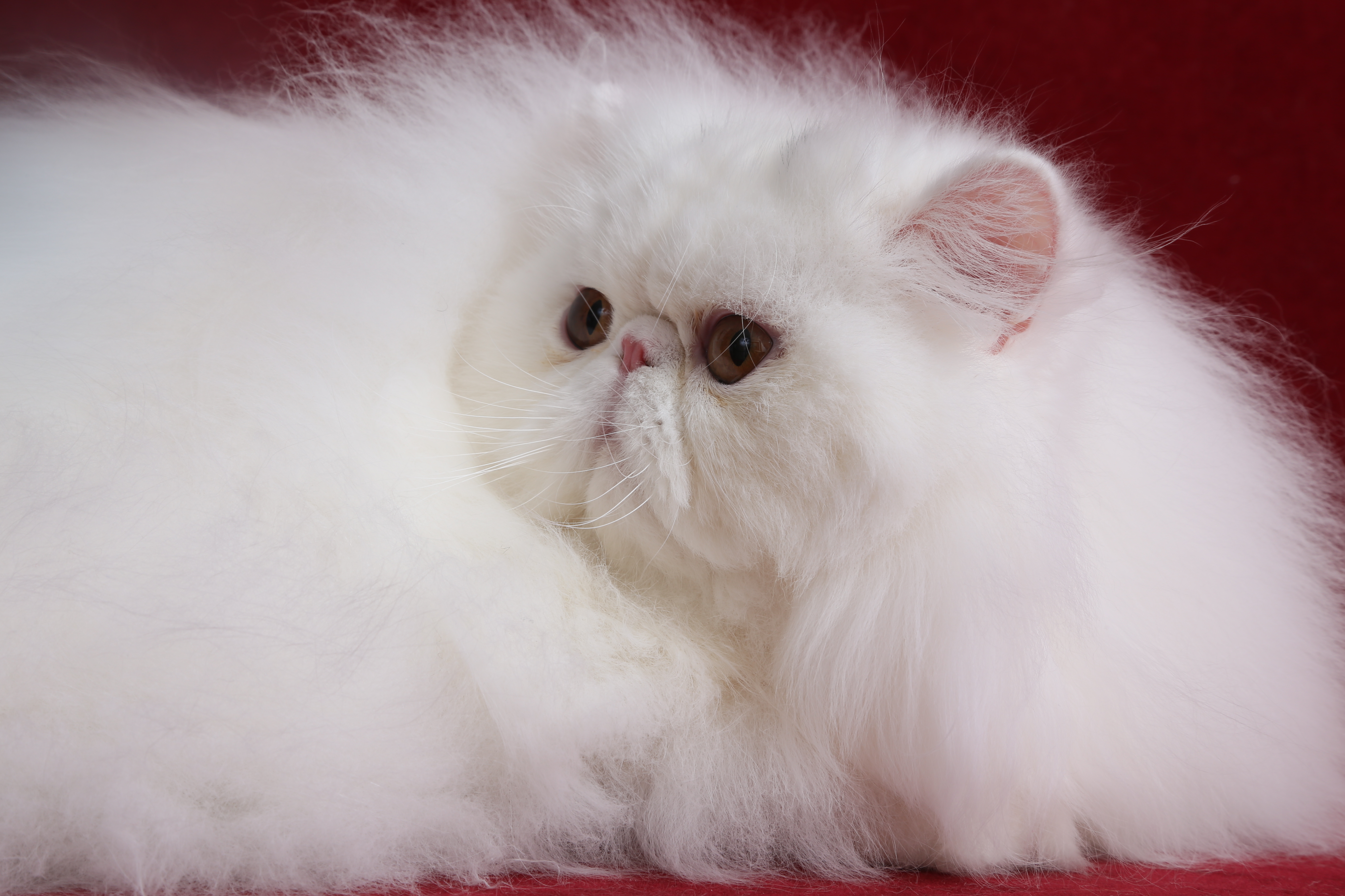 White store persian cat