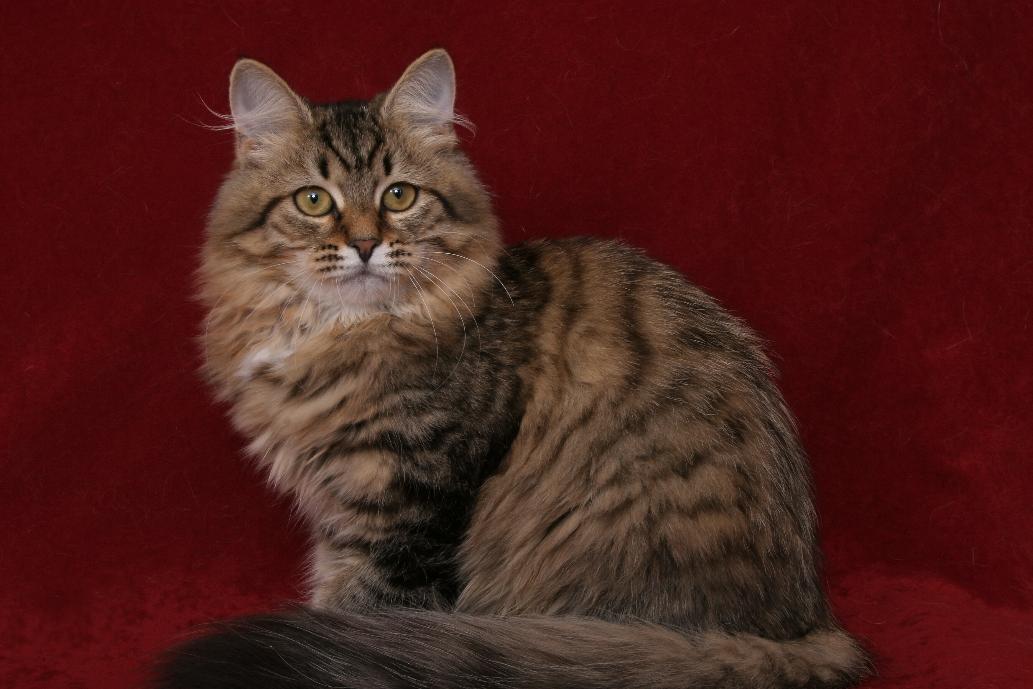 Siberian cat