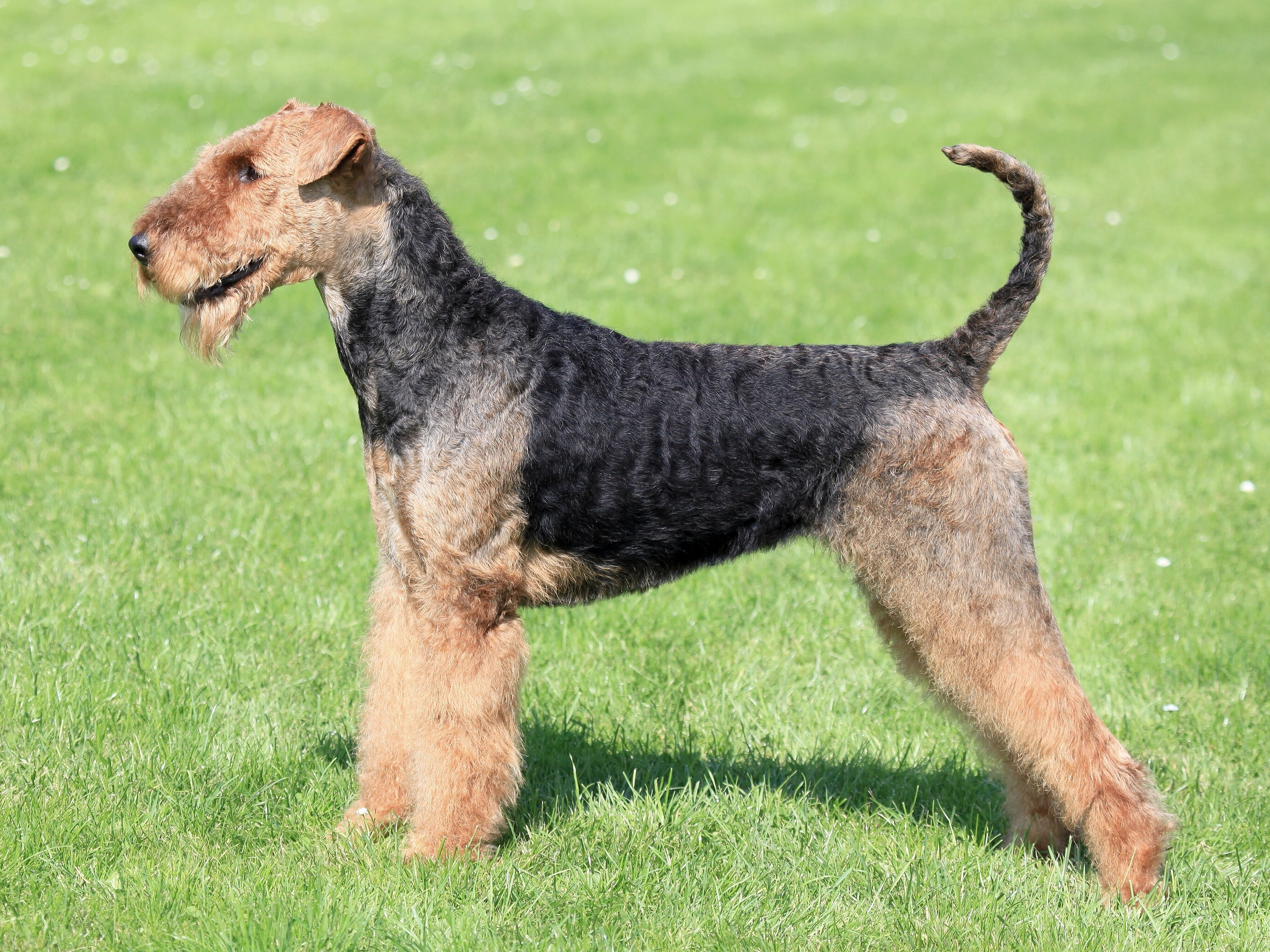airedale terrier
