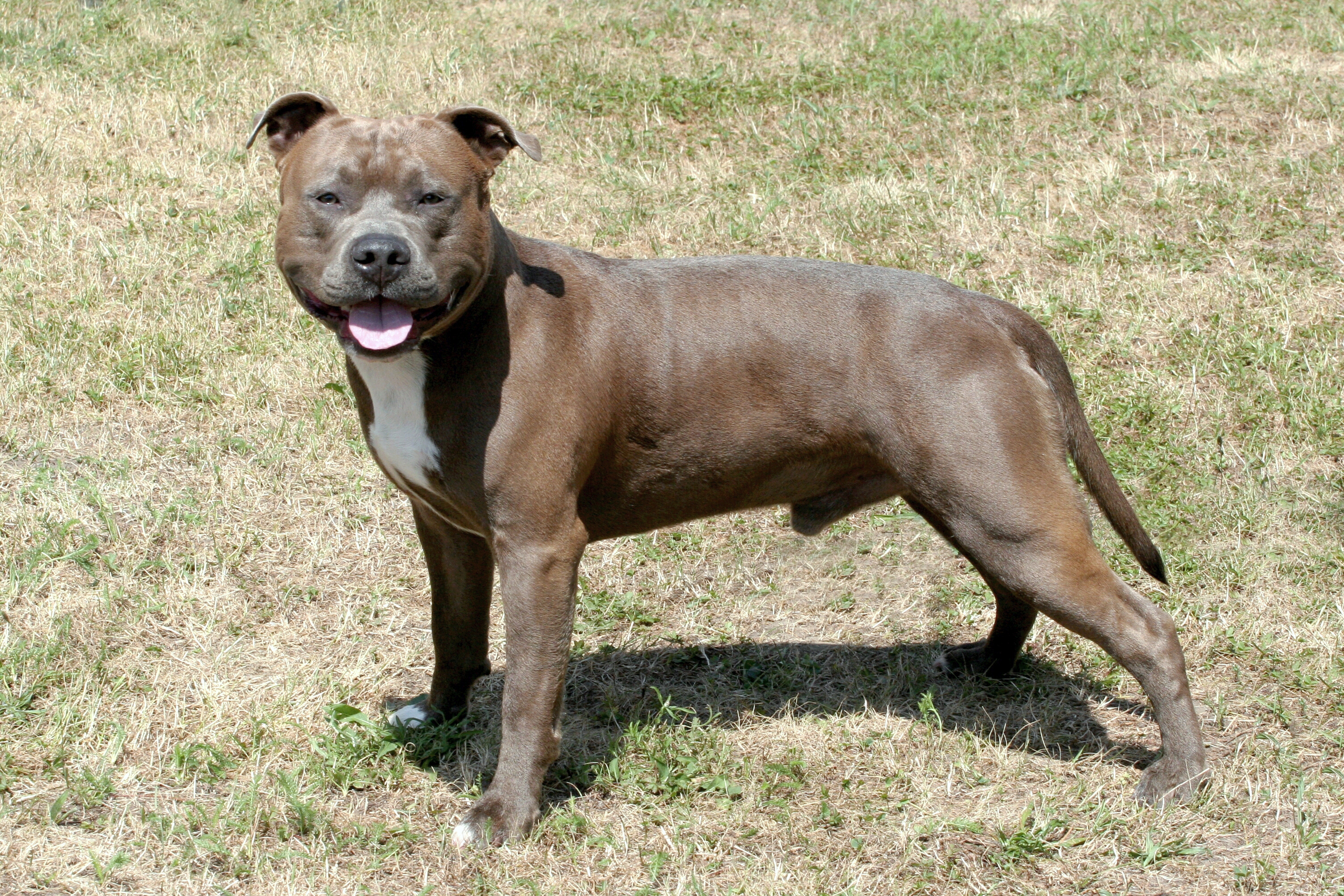 are staffordshire terriers socialized