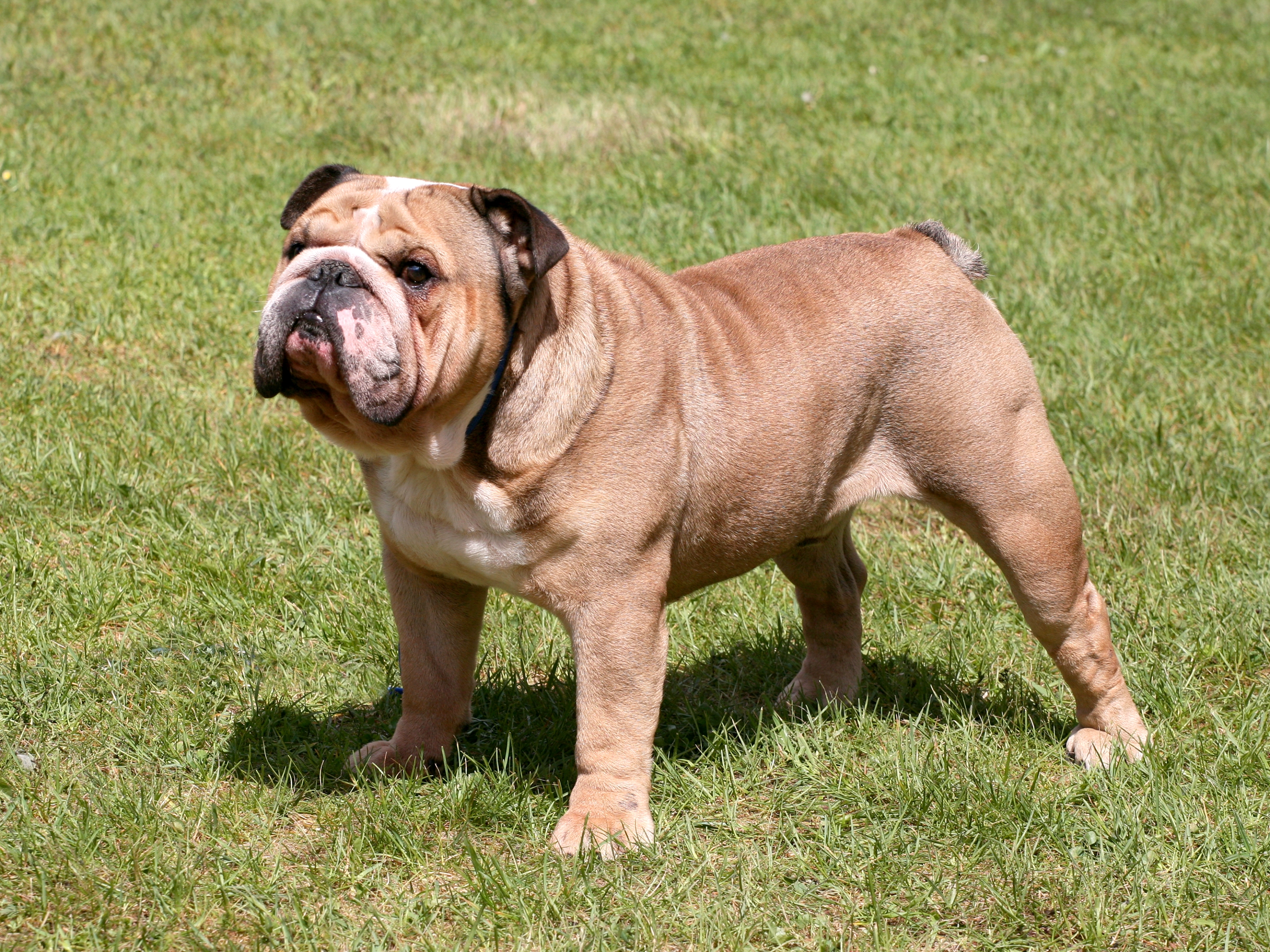 Red cheap british bulldog