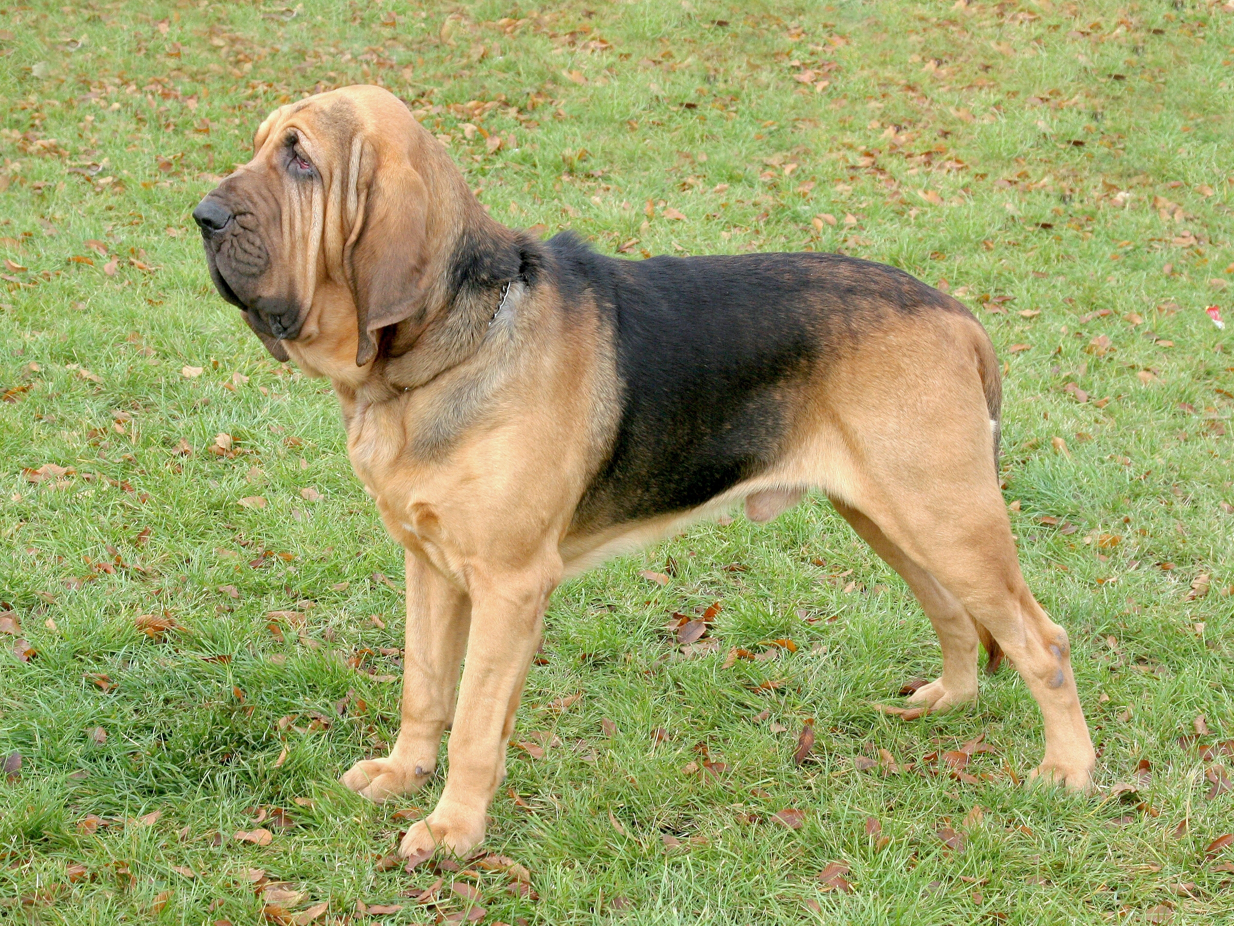 Bloodhound – Brit