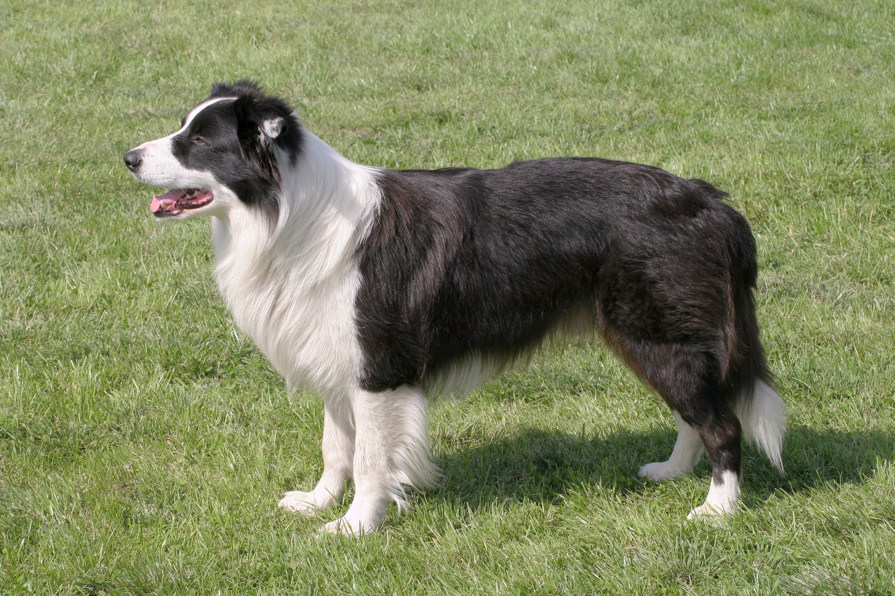 do all border collies have long hair