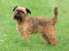 griffon bruxellois dog breeds
