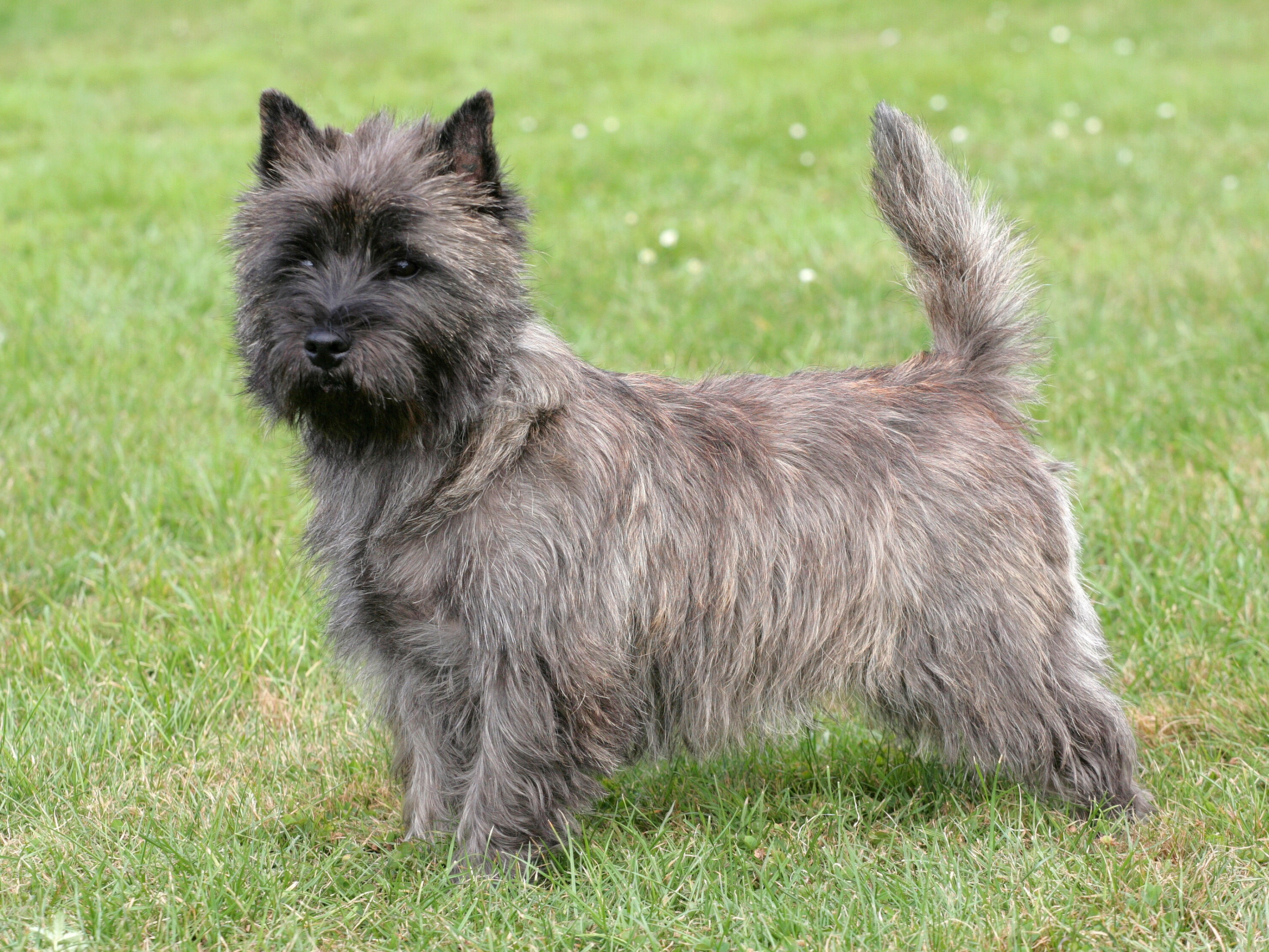 Long haired 2025 cairn terrier