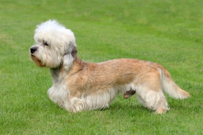 Dandie Dinmont Terrier – Brit