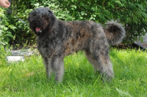 Bouvier Des Flandres Brit