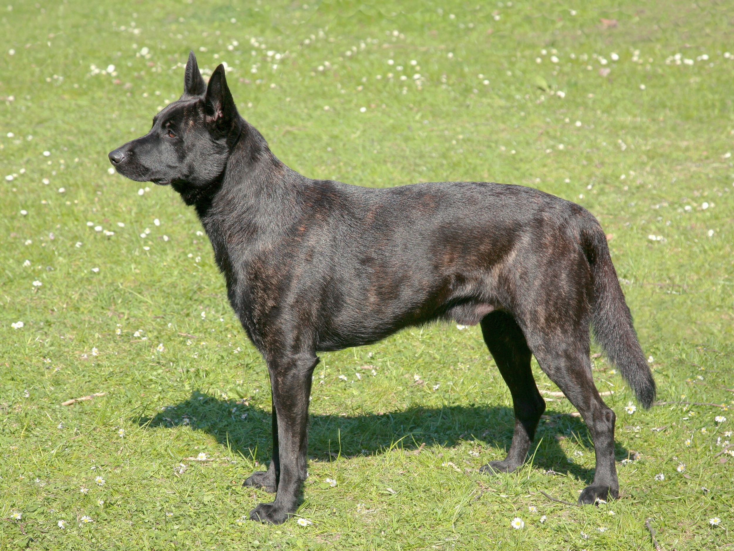 Dutch Shepherd Brit