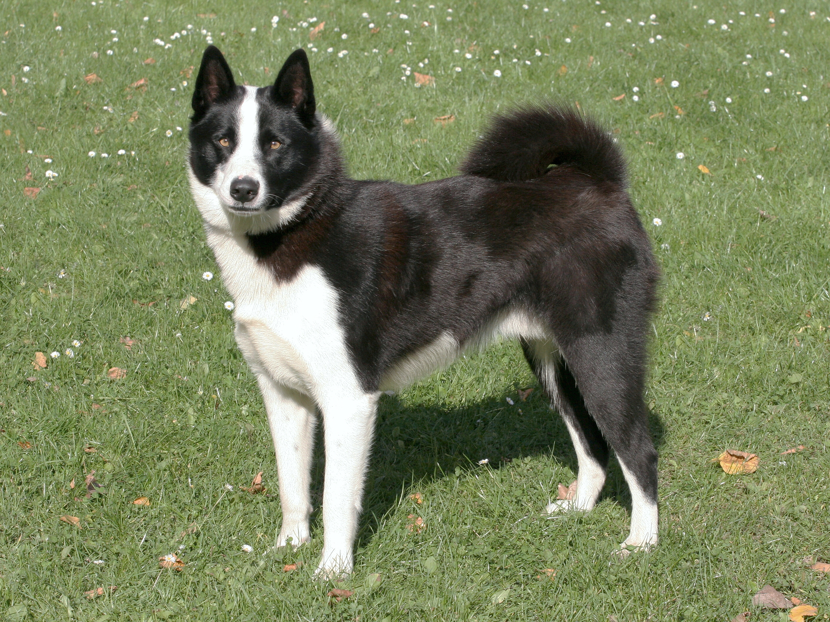 karelian bear dog