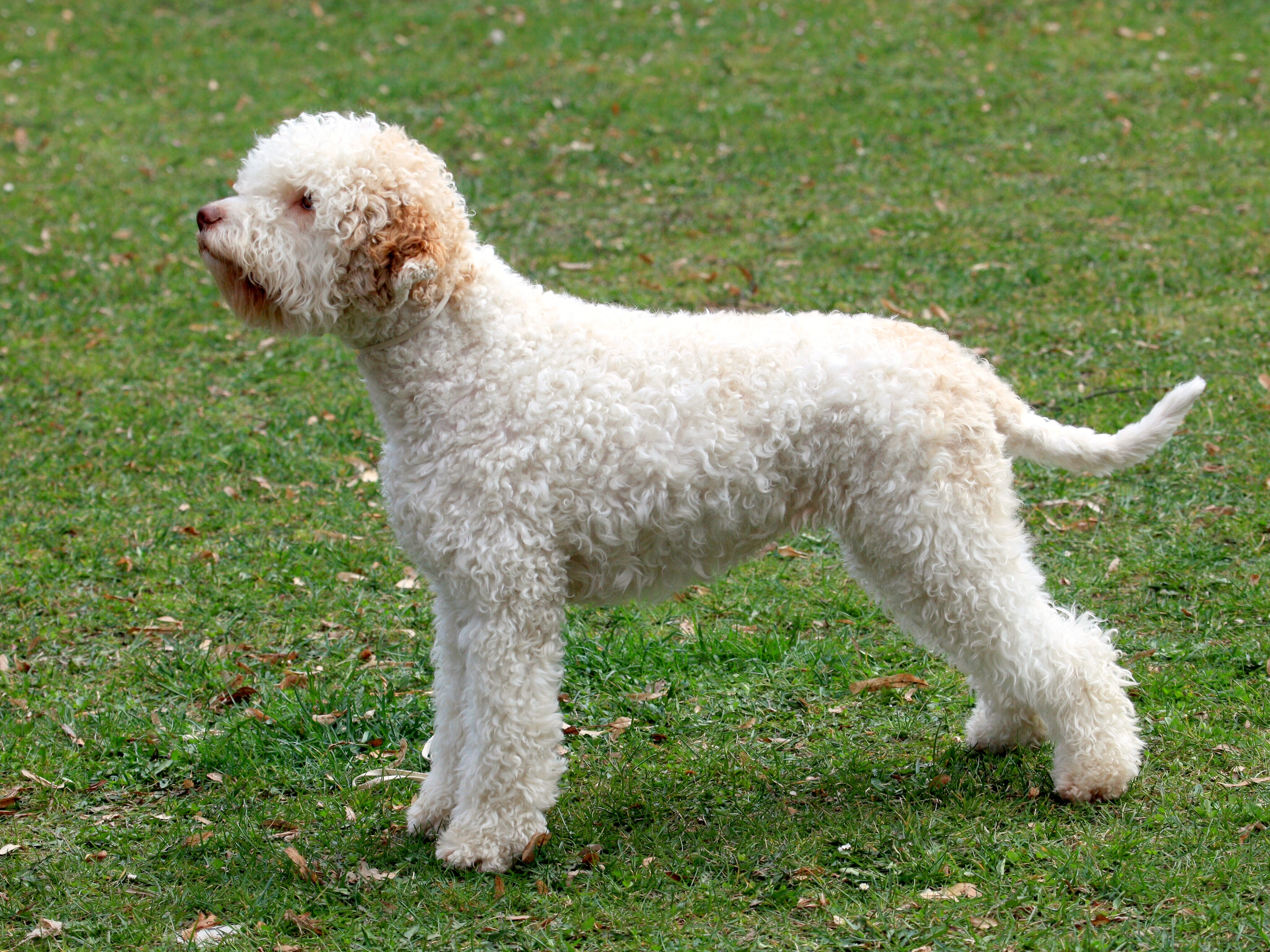 Lagotto temperament hot sale