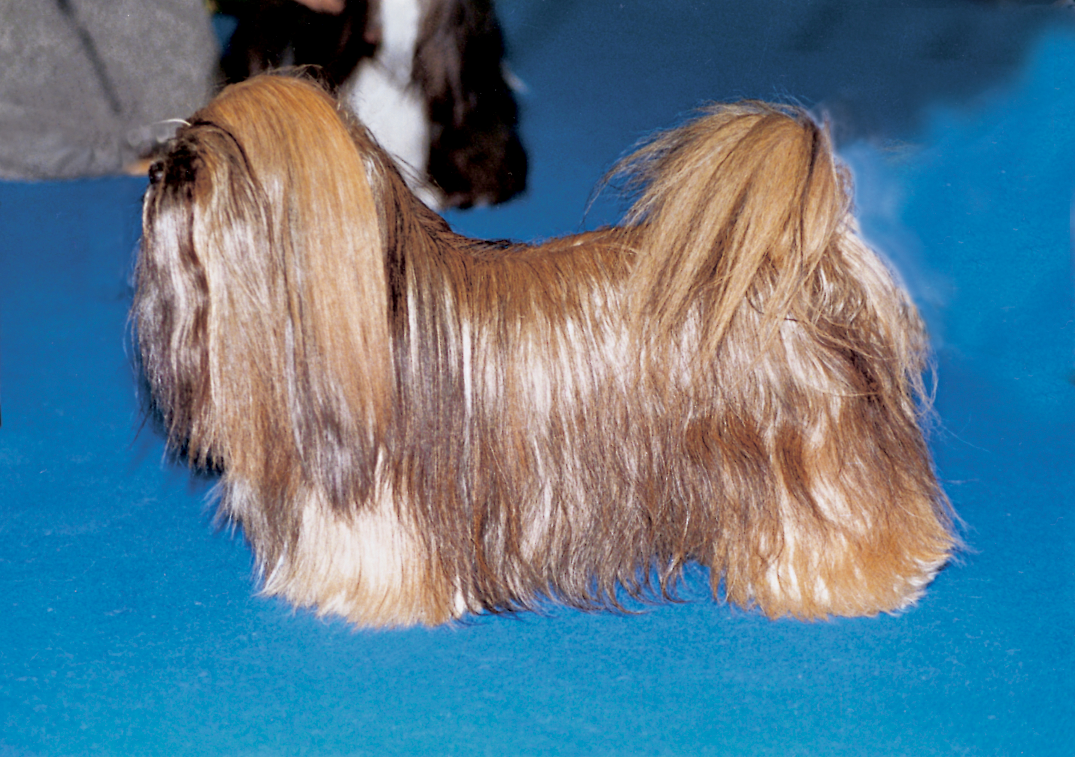 Lhasa Apso Brit