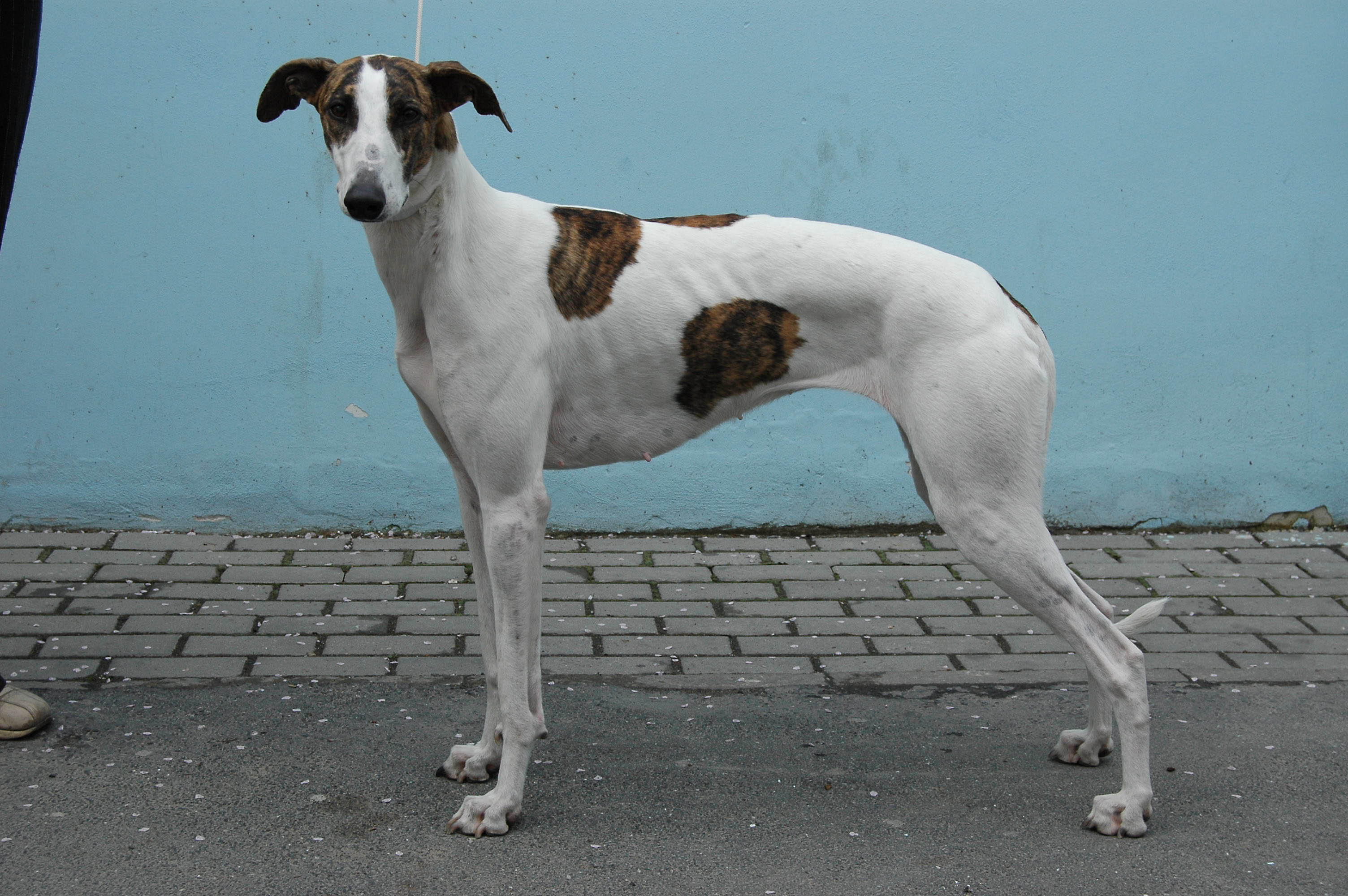 Hungarian Greyhound – Brit