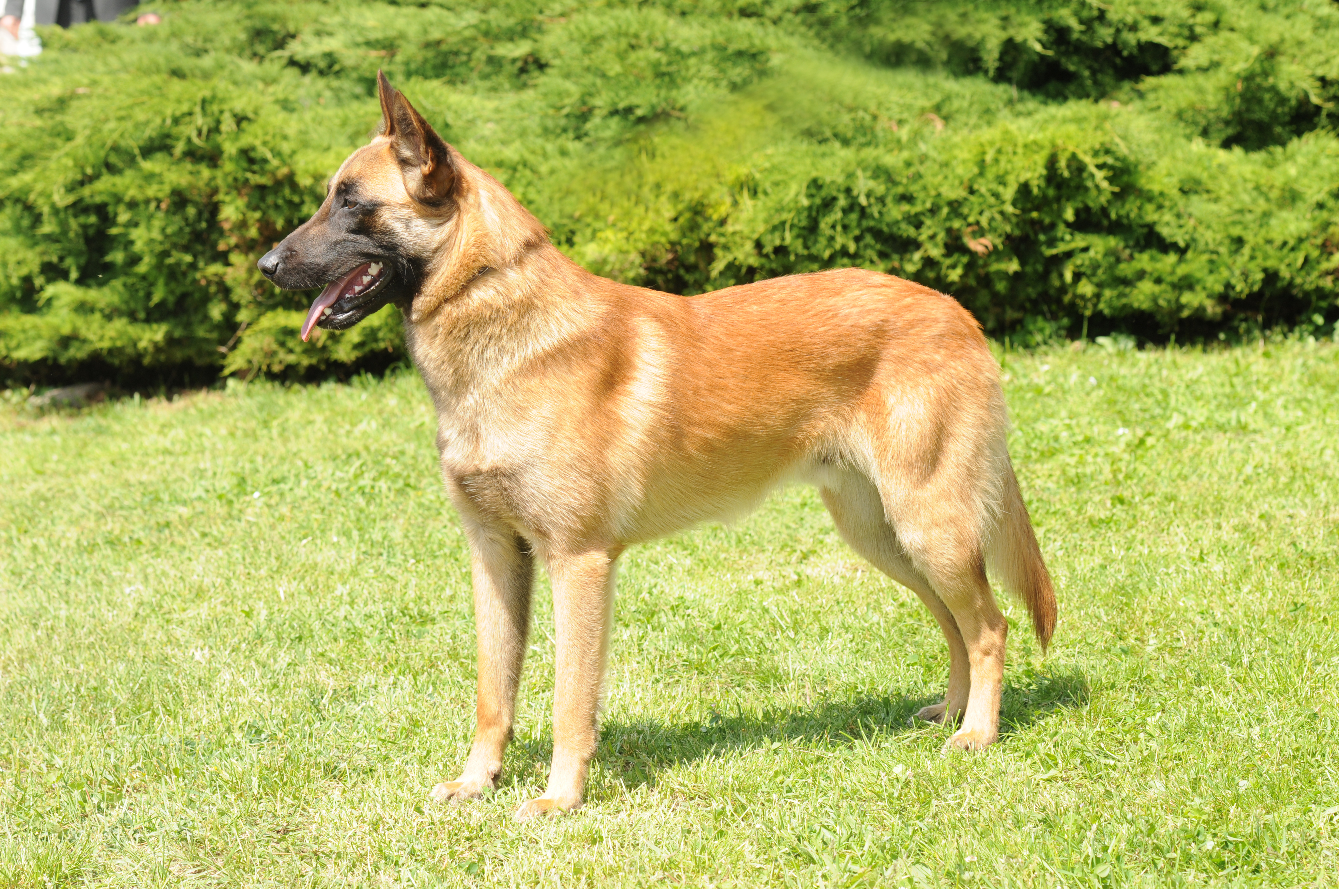 Belgian Malinois - All About Dogs