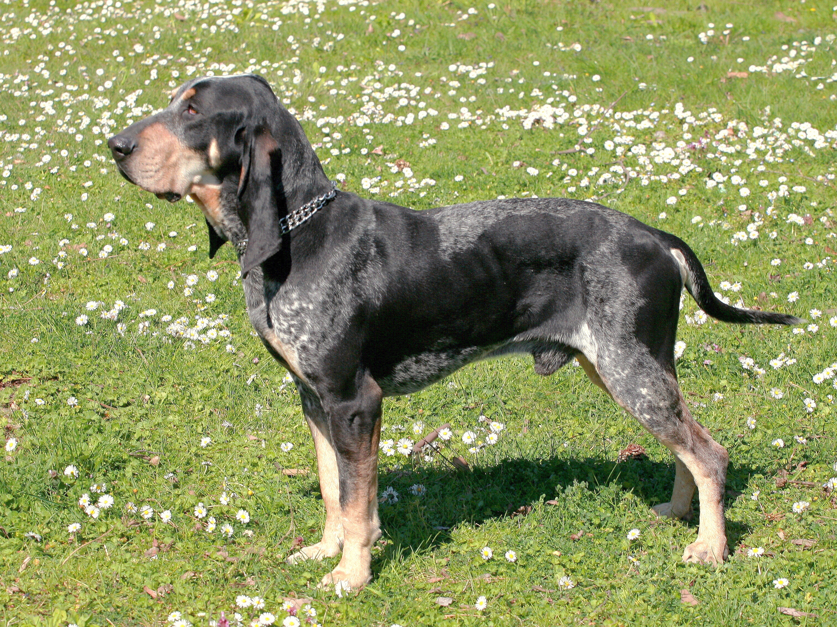 Порода отзывы владельцев. Small Blue Gascony. Great Gascony Blue. Blue Gascony Basset. Bulgarian Scenthound.