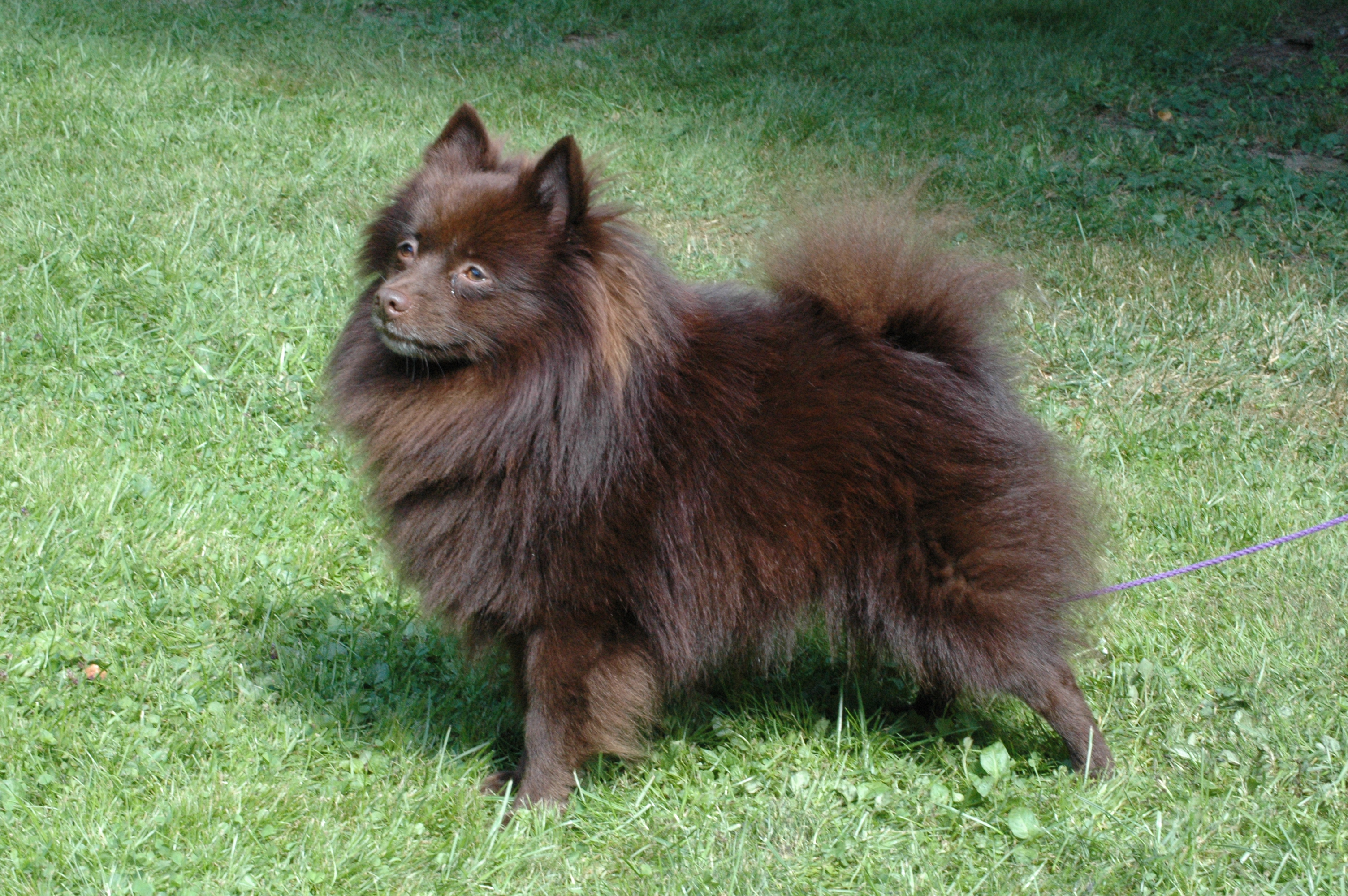 german spitz dog breed