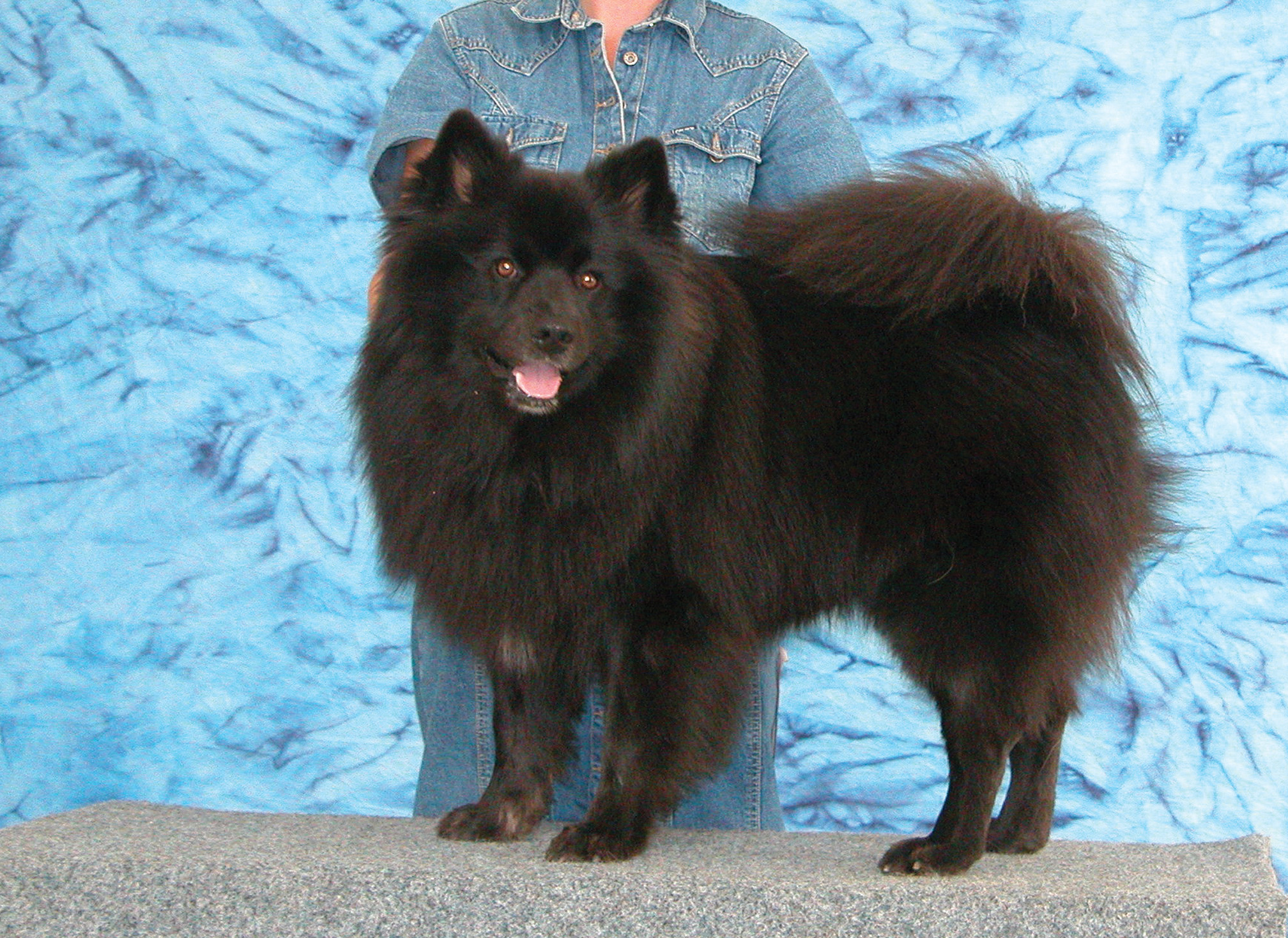 large spitz