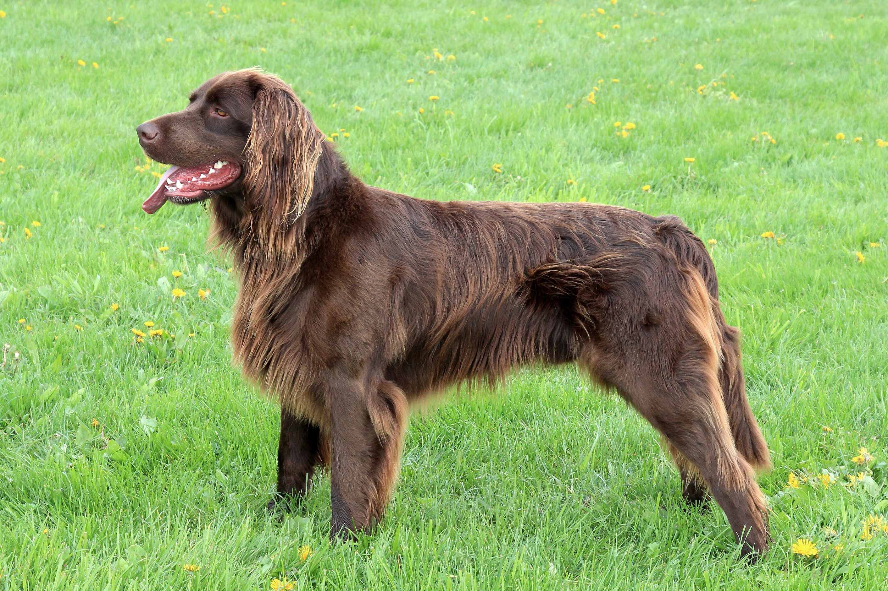 is the picardy spaniel considered aggressive