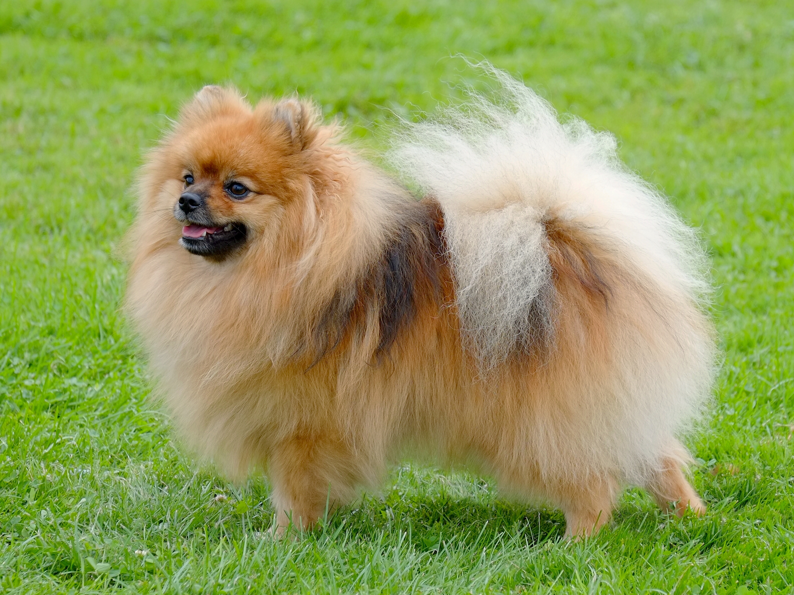 can a german spitz guard a home