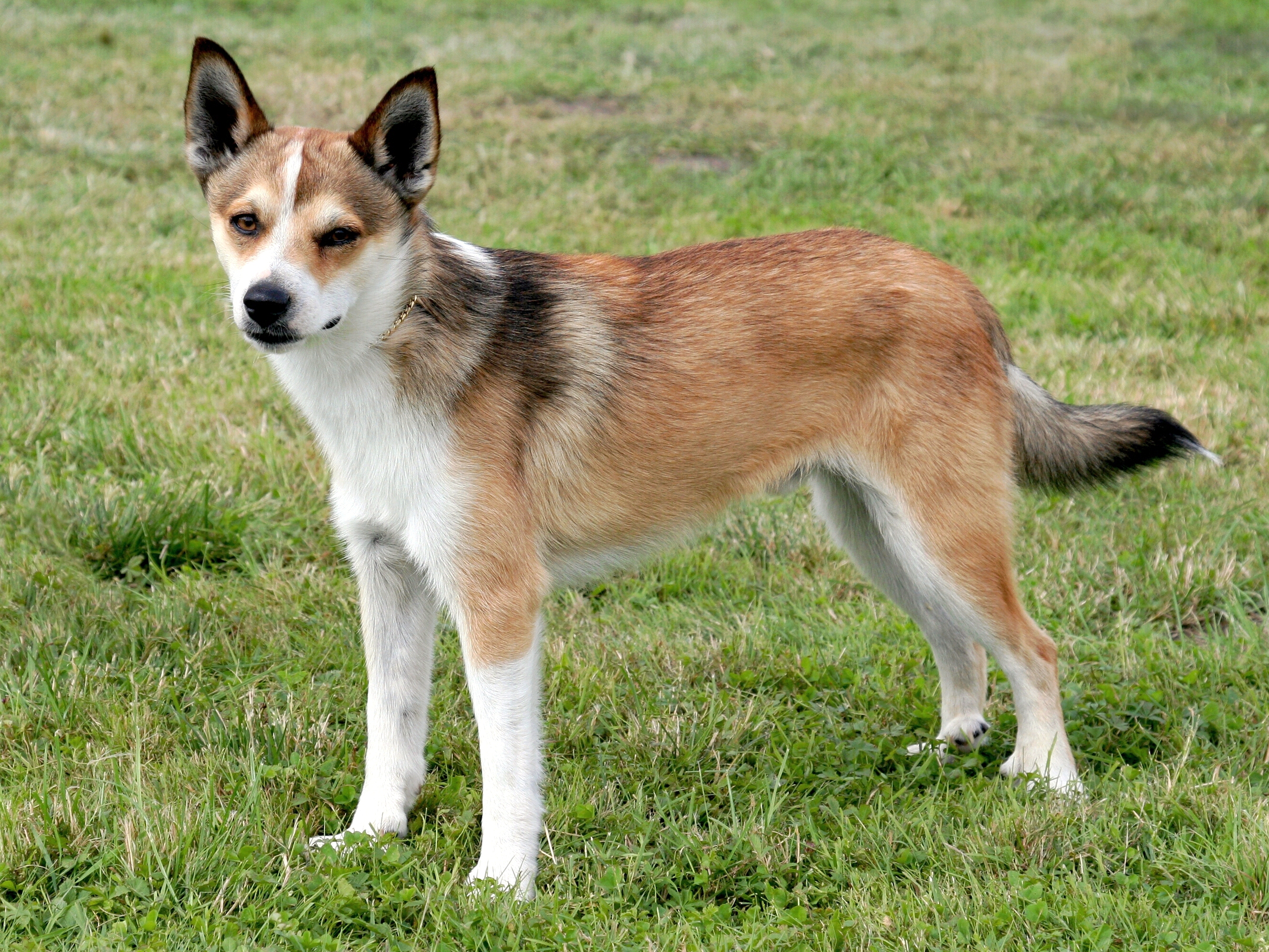 are czechoslovakian wolfdogs good for apartment units