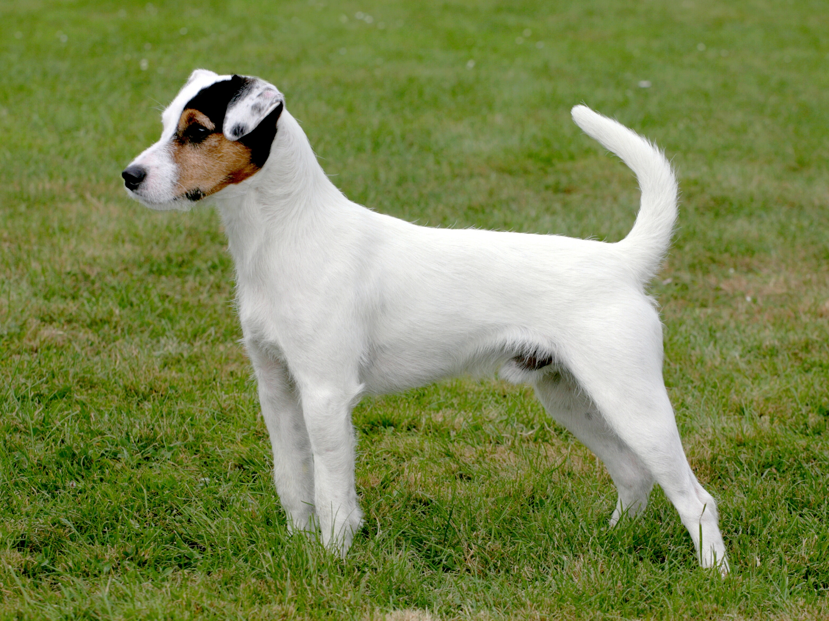 Parson Russell Terrier – Brit