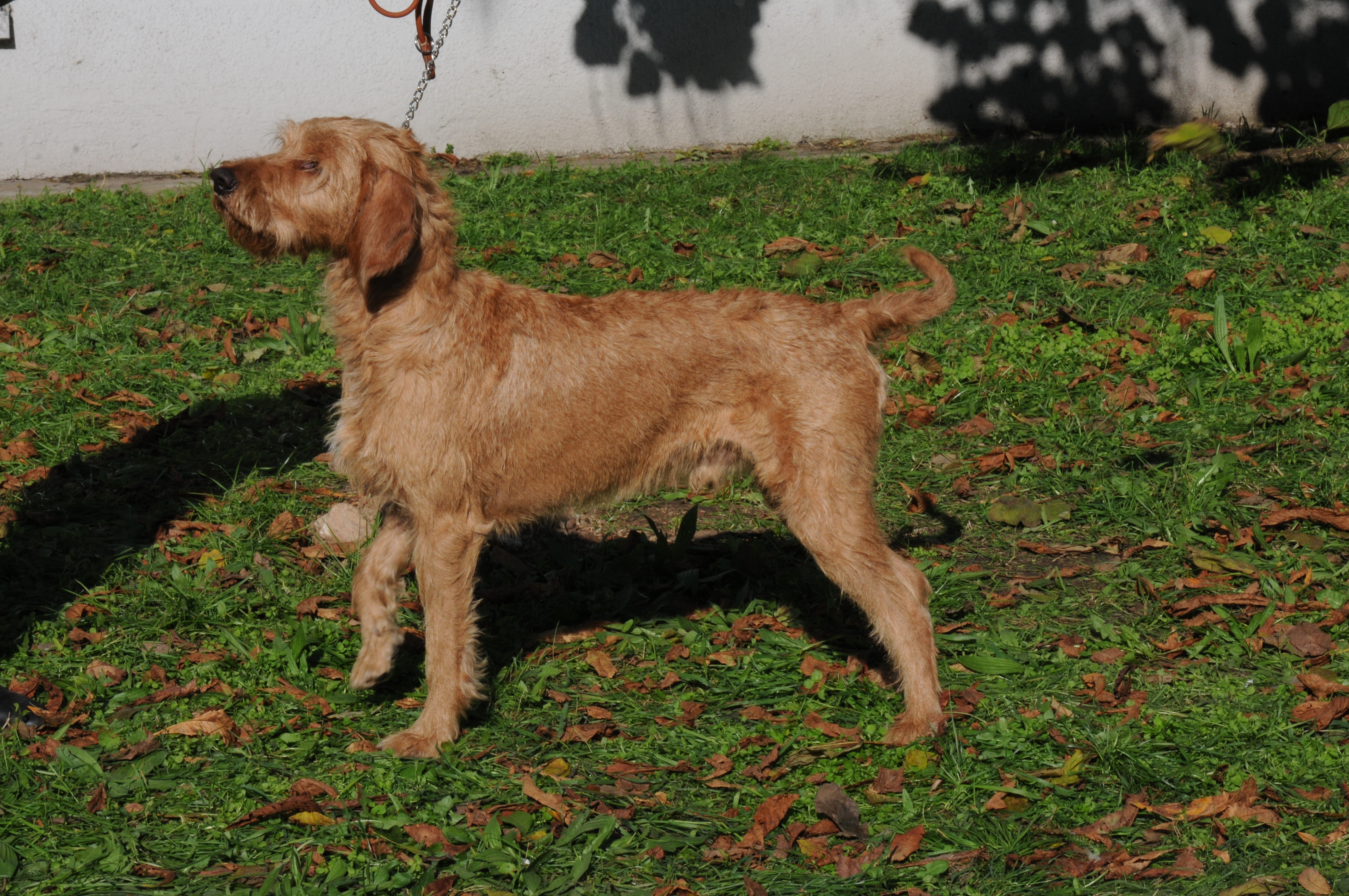 what is the temperament of a griffon fauve de bretagne