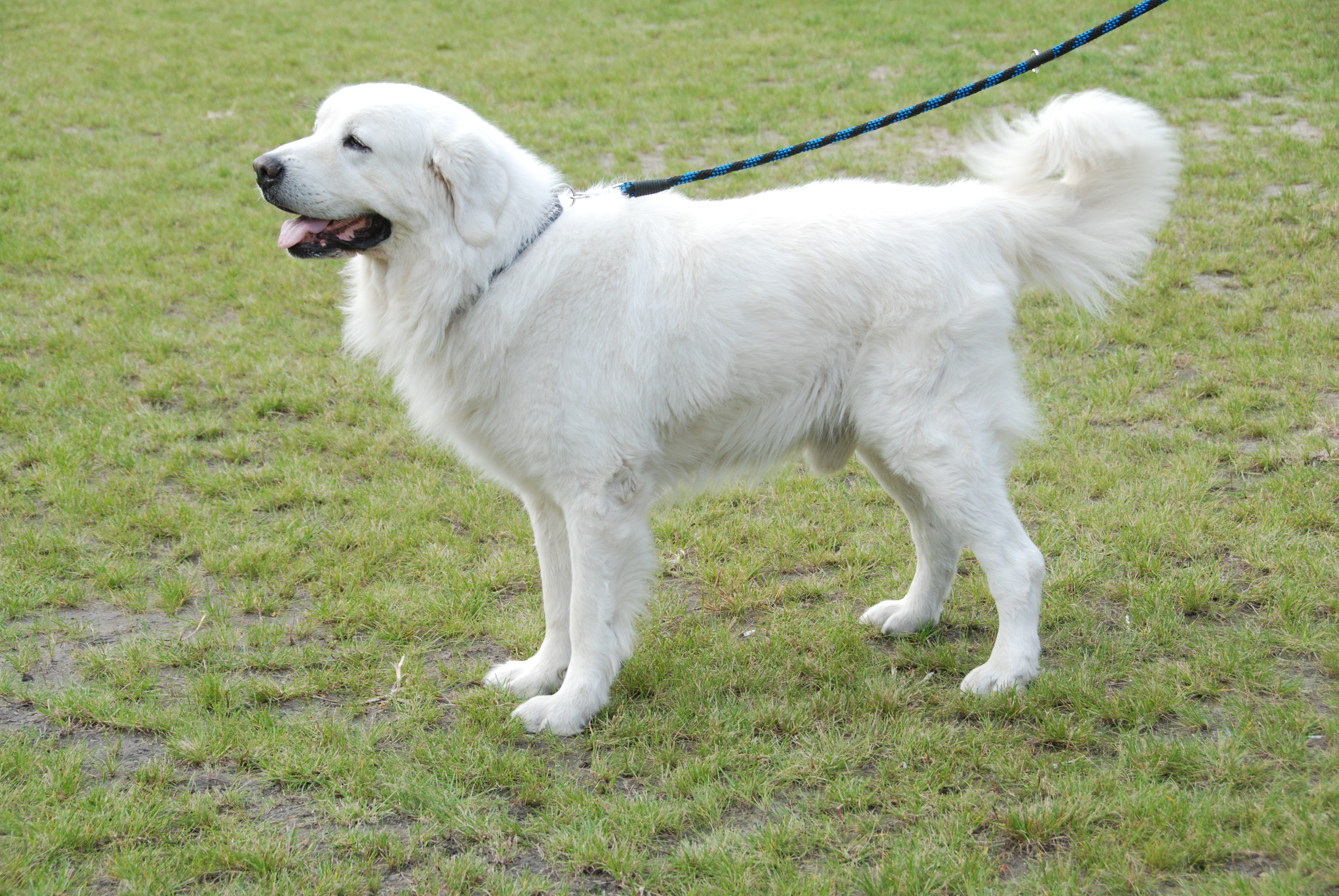 is the polish tatra sheepdog considered aggressive