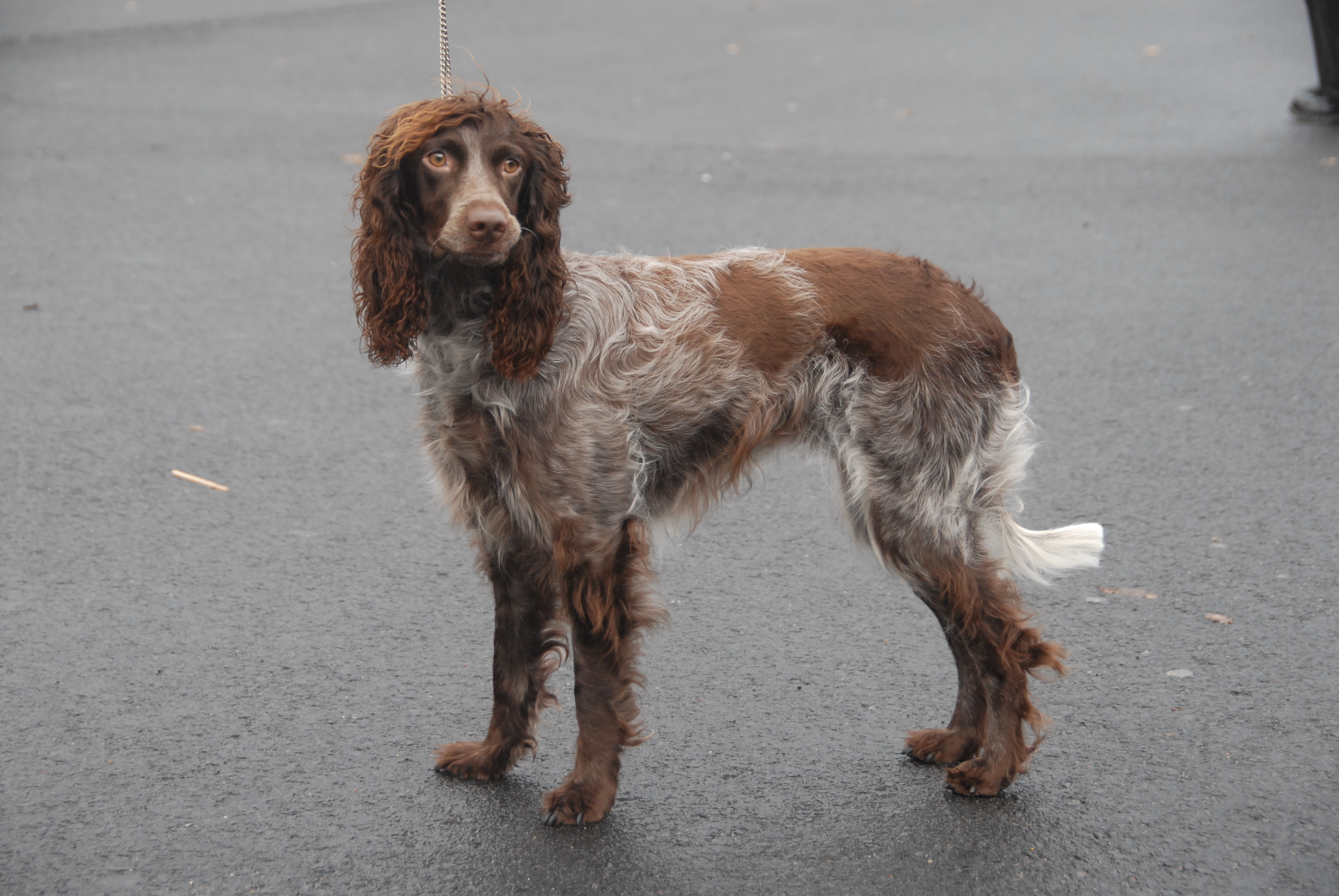 is the pont audemer spaniel legal in france