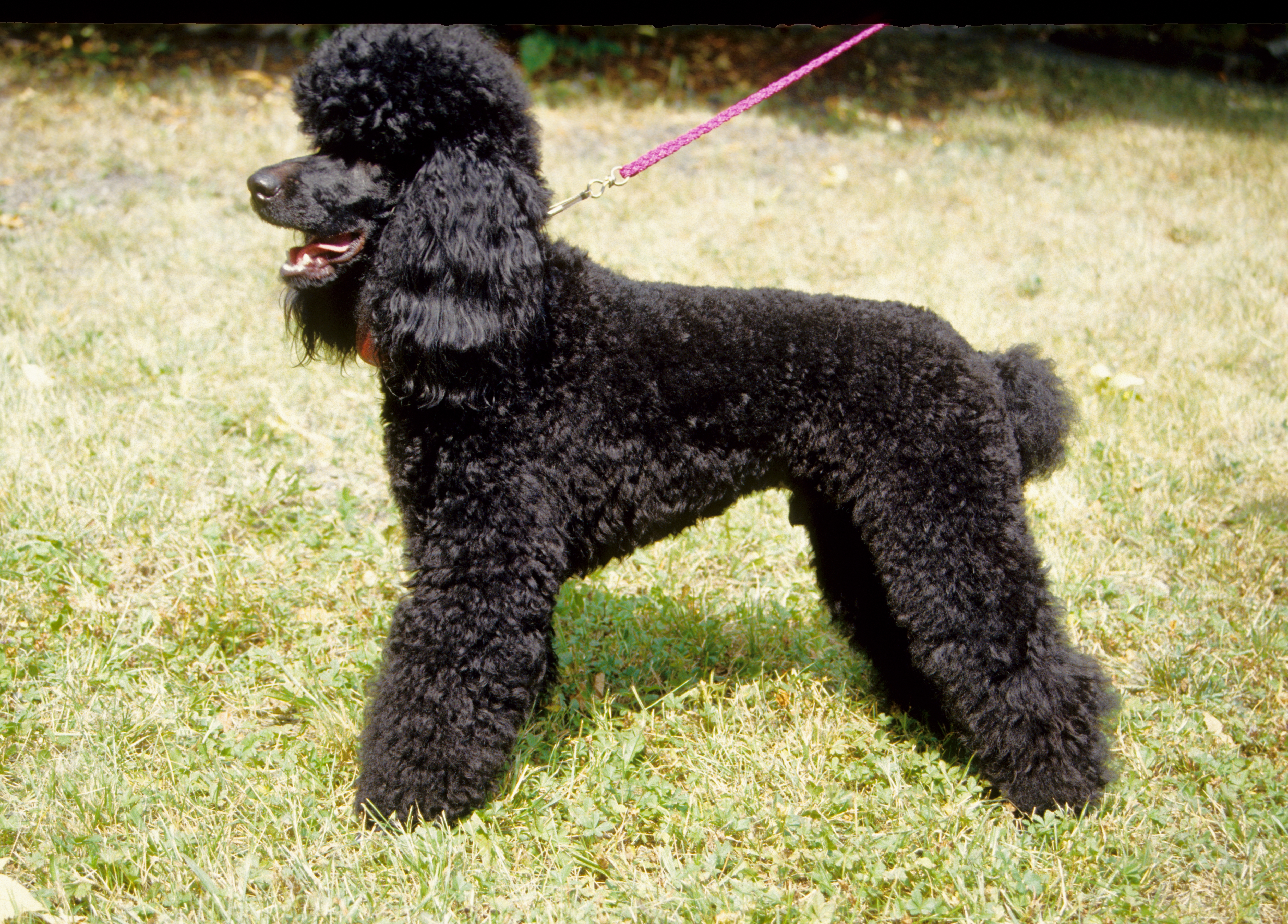 middle poodle
