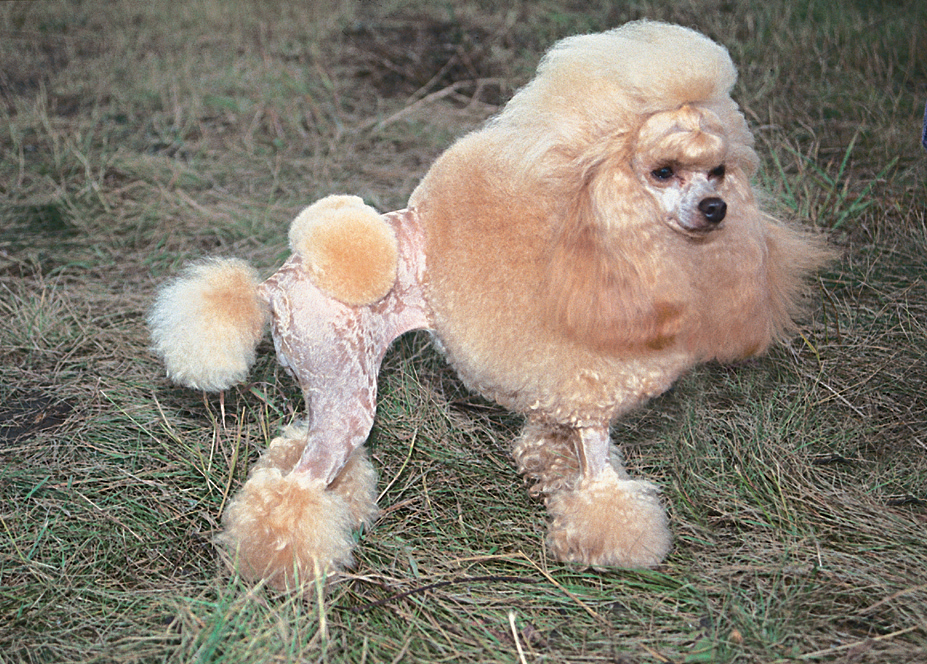miniature toy poodle