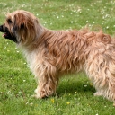 Long Haired Pyrenean Sheepdog
