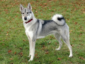 russian european laika