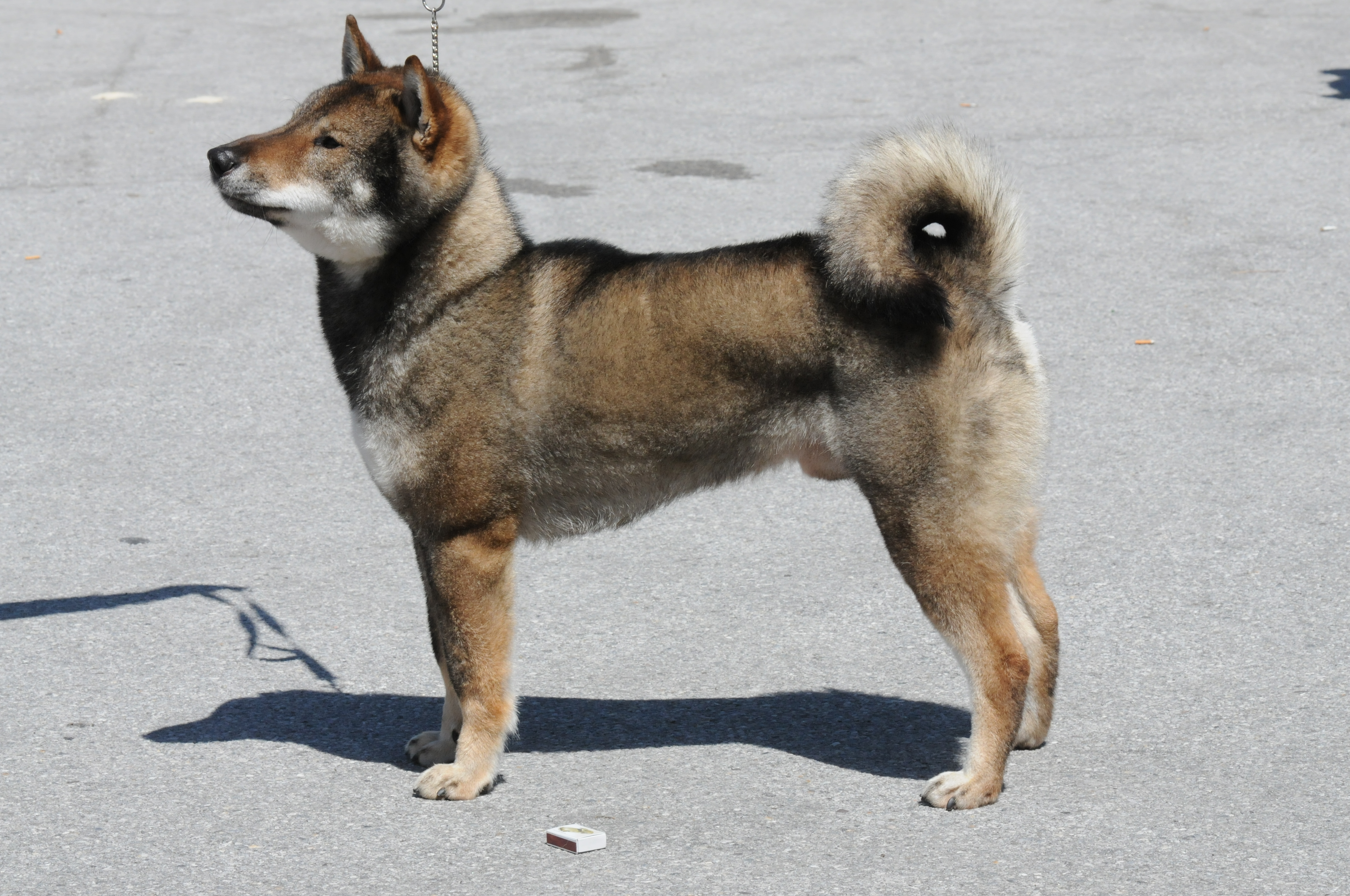 what is the shikoku dog