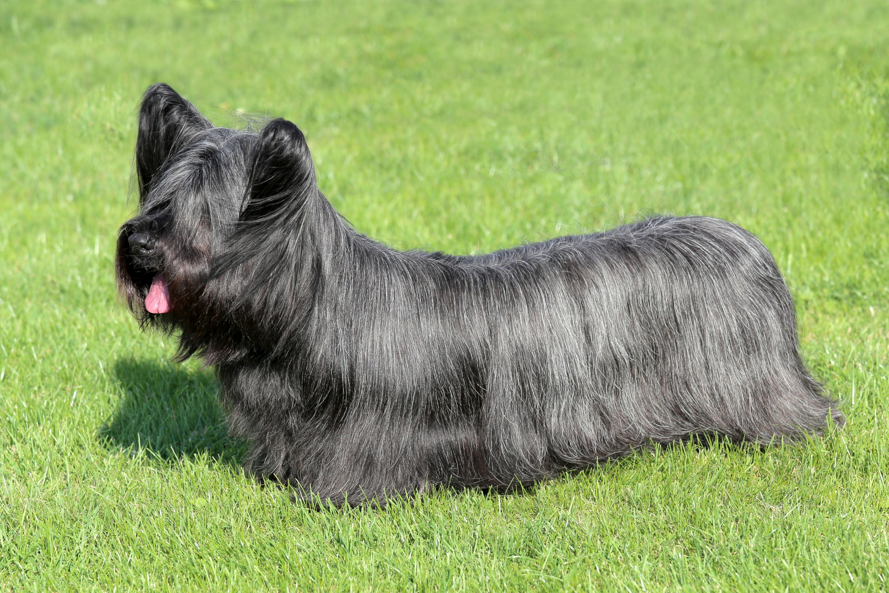 File:Skye terrier 2009 pl.jpg - Wikimedia Commons