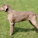 Wirehaired slovakian pointer