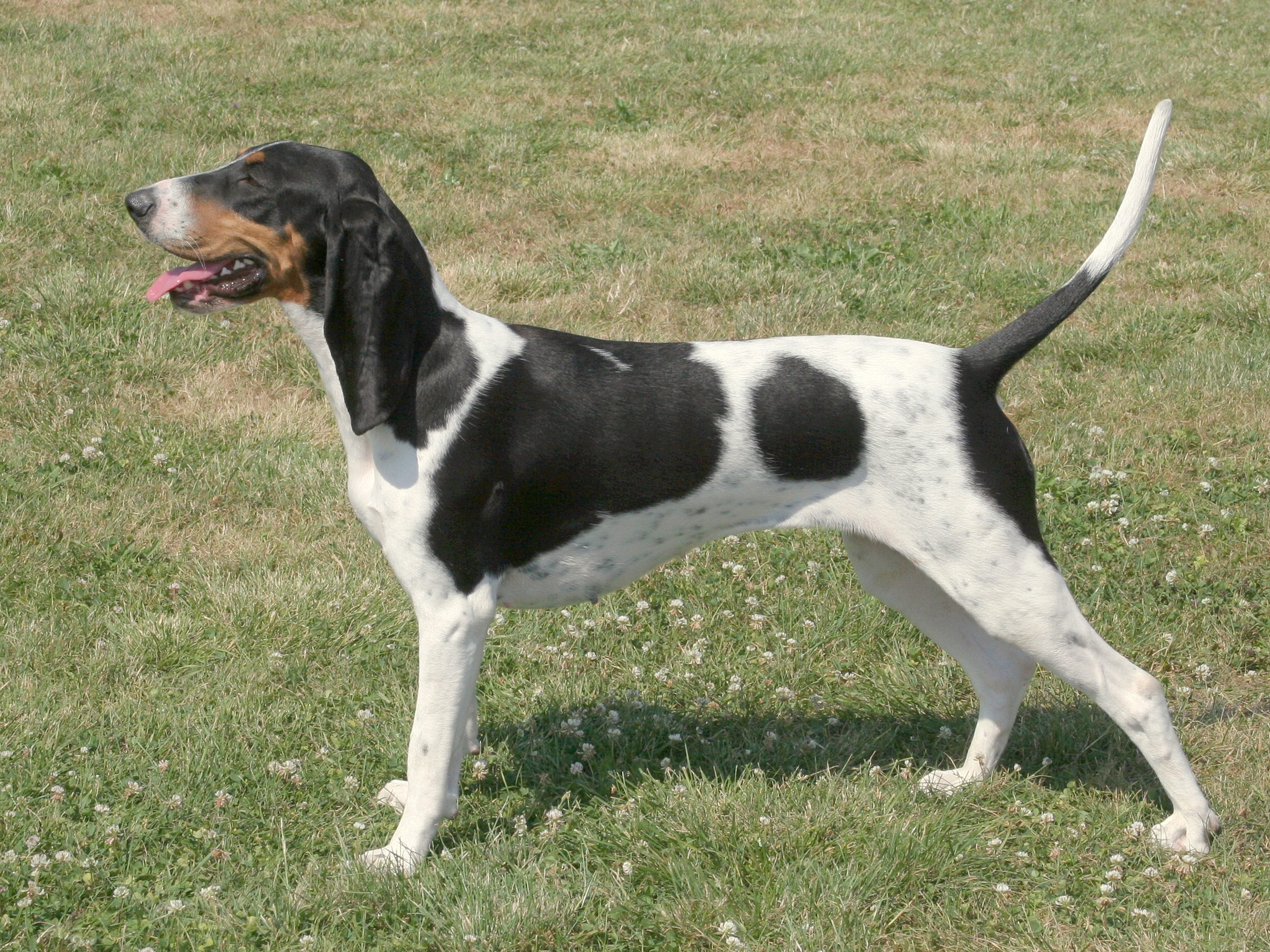 bernese hound dog