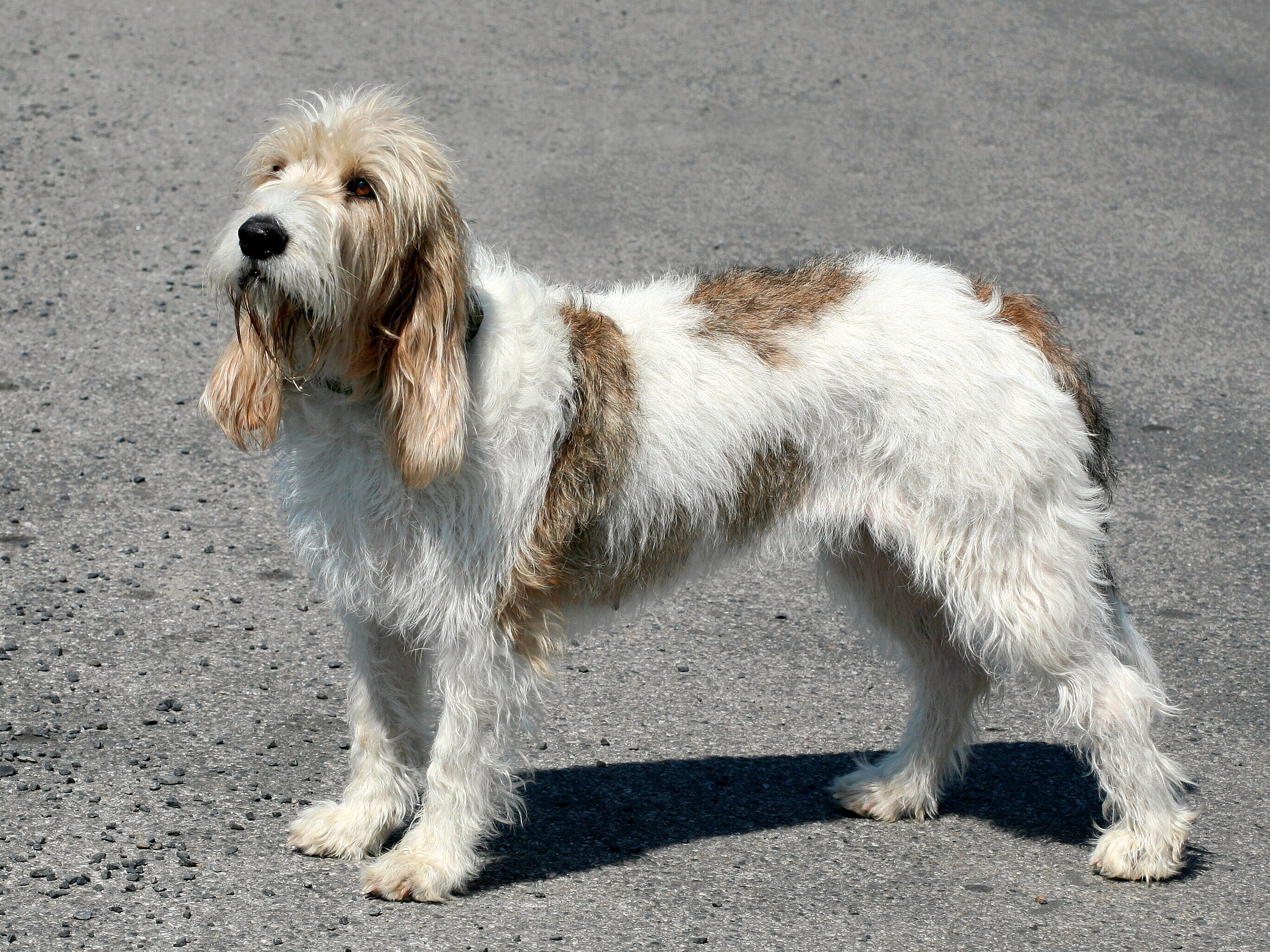 Are Petit Basset Griffon Vendeen The Most Intelligent Dogs